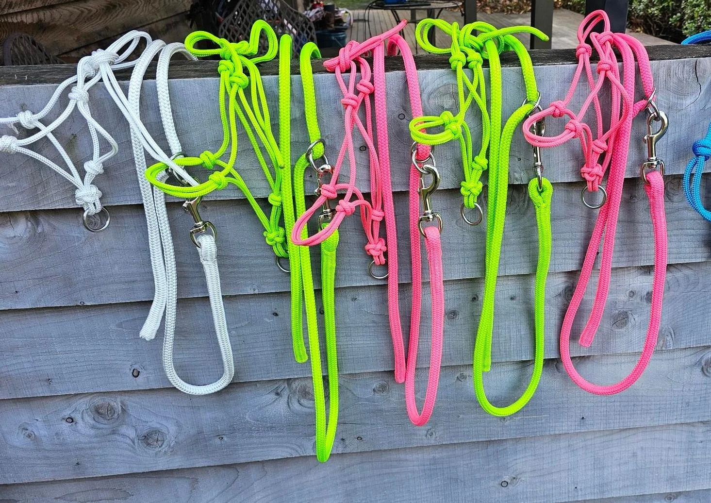 white, green, pink and blue halters and leads cropped.jpg