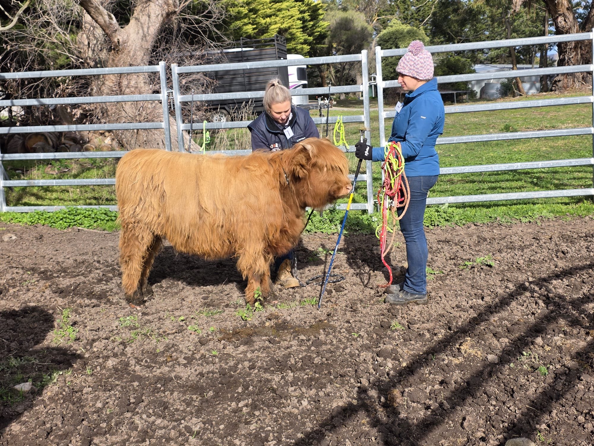 Two women are tending to a large brown Highland Cattle outside in a fenced area on a sunny day. One woman with blonde hair tied back and wearing a navy jacket appears to be checking the cow, while the other woman with short hair, wearing a pink knit hat and blue jacket, holds a bunch of colorful ropes.