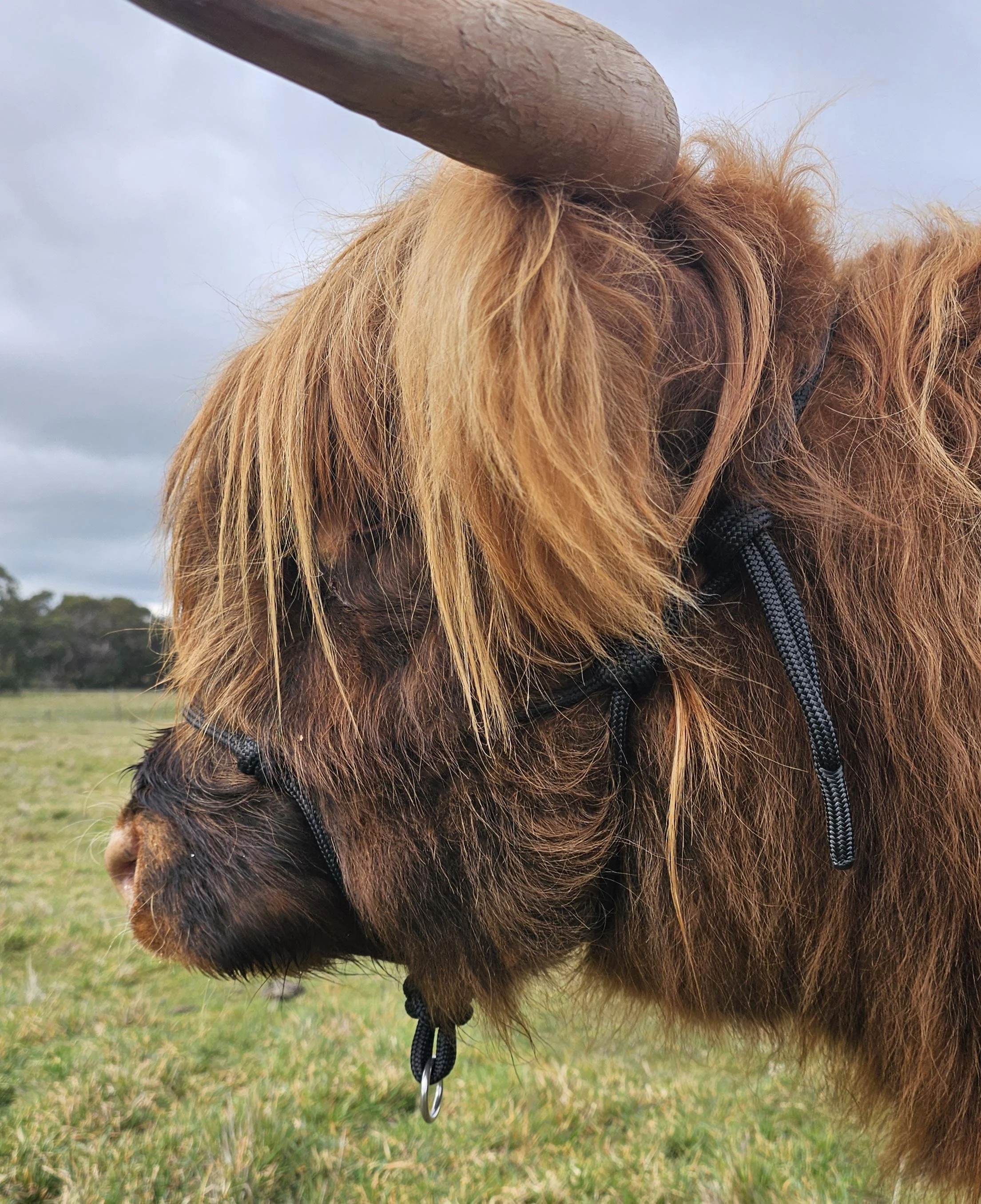Cattle Training Halter - Adult Cow