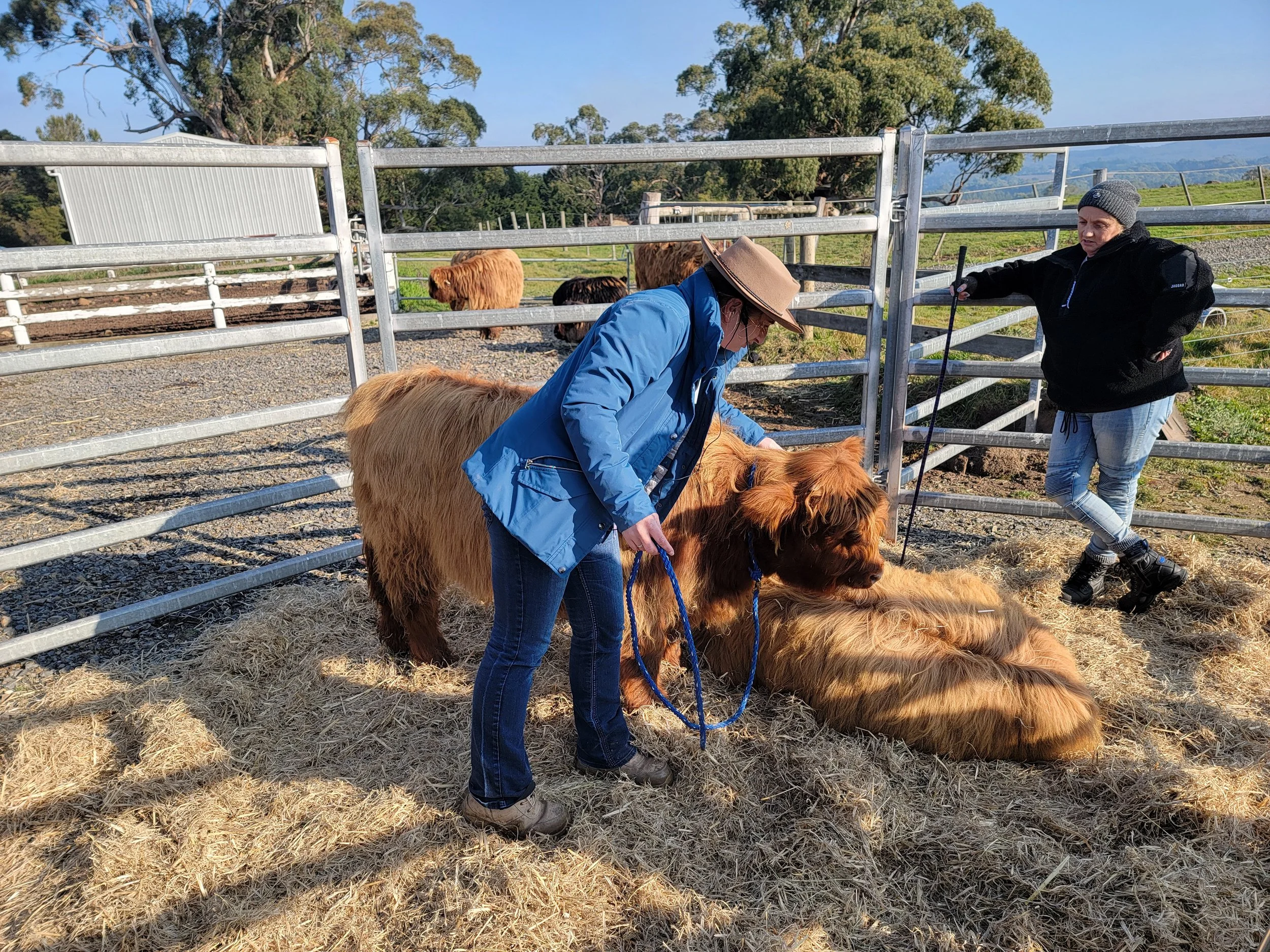 Two women are at a farm with a group of large, brown, fluffy cows inside a metallic pen. One woman is standing and holding the cow's head, while the other woman is kneeling and brushing or inspecting the cow. The scene is set outdoors on a sunny day, with green grass, trees, and a blue sky in the background.