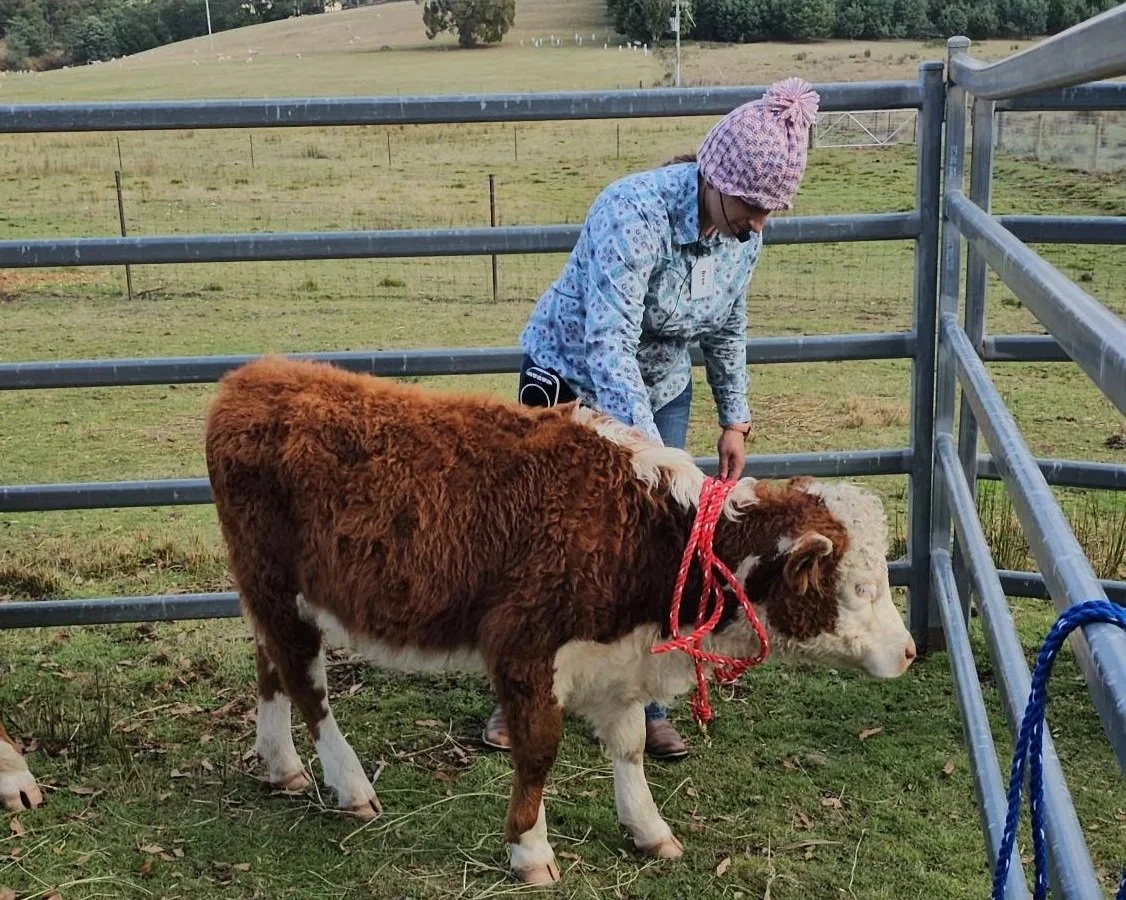 A person wearing a pink knit hat and glasses interacts with a brown and white calf in a fenced outdoor field.
