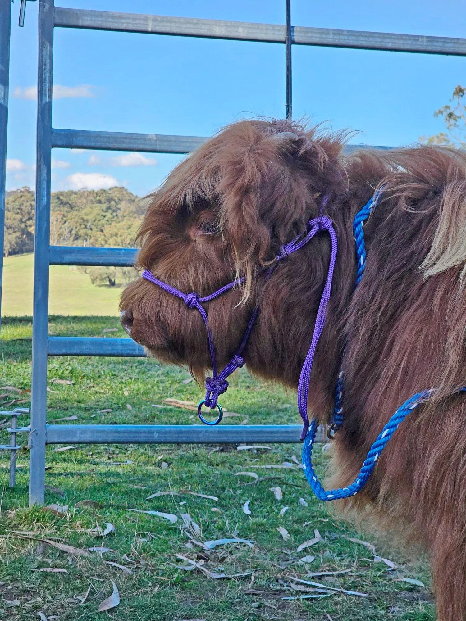 Close-up of a brown pony with a purple halter and braided blue lead, standing in a grassy field near a metal fence with mountains and blue sky in the background.