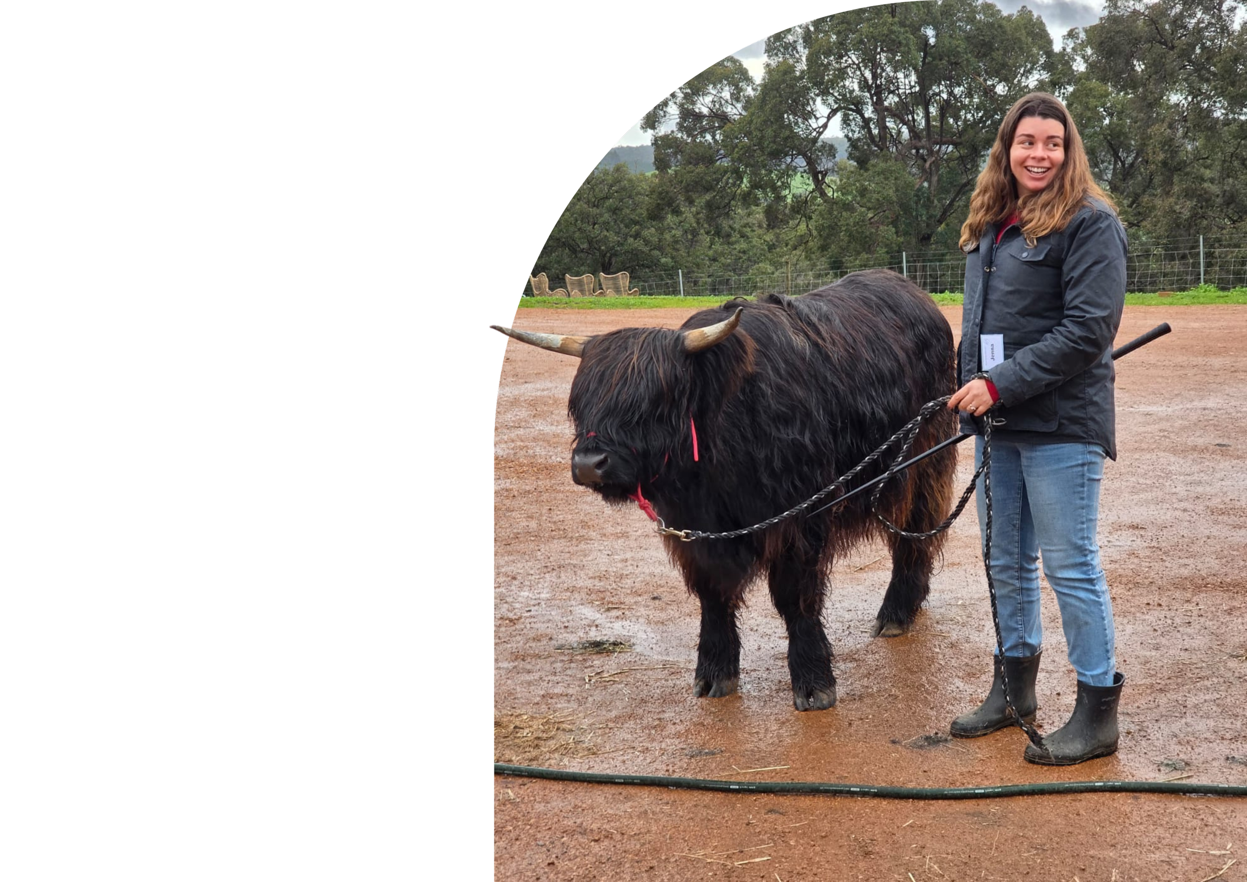A woman with wavy brown hair smiling and holding a leash stands next to a black Highland cattle with long horns, on a dirt field with trees in the background.