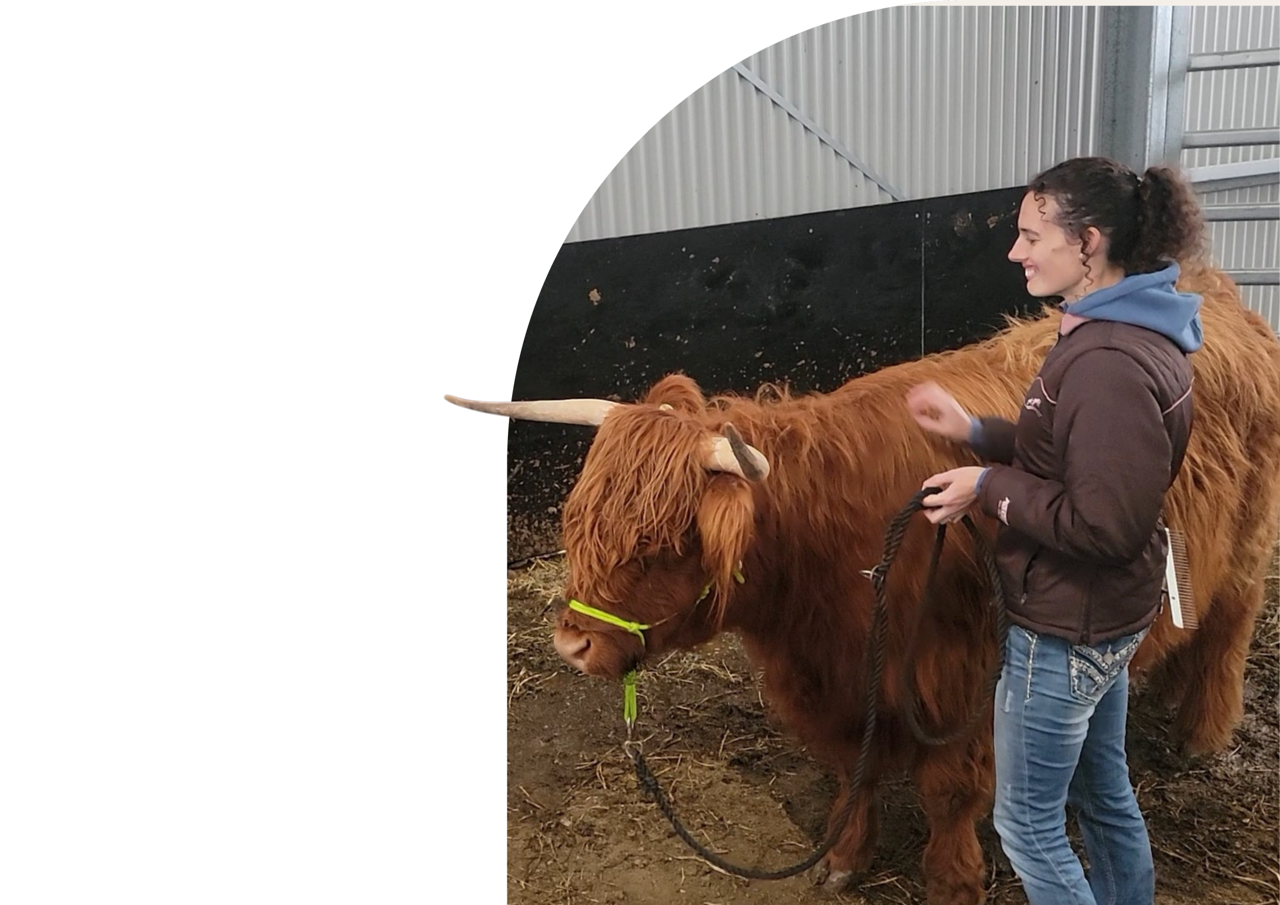 A woman smiling and sitting on a large Highland cow inside a barn with metal walls.
