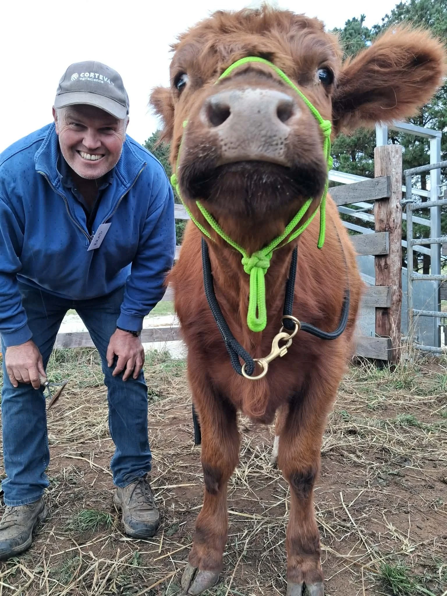 A man in outdoor clothing and a gray cap smiling, crouching next to a large young brown calf with a green halter, in a farm setting with wooden fencing and trees in the background.