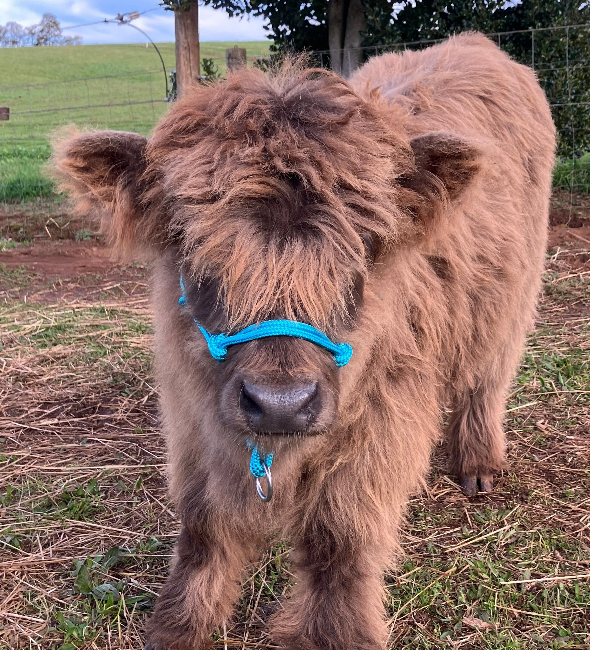 Cattle Training Halter - Calf