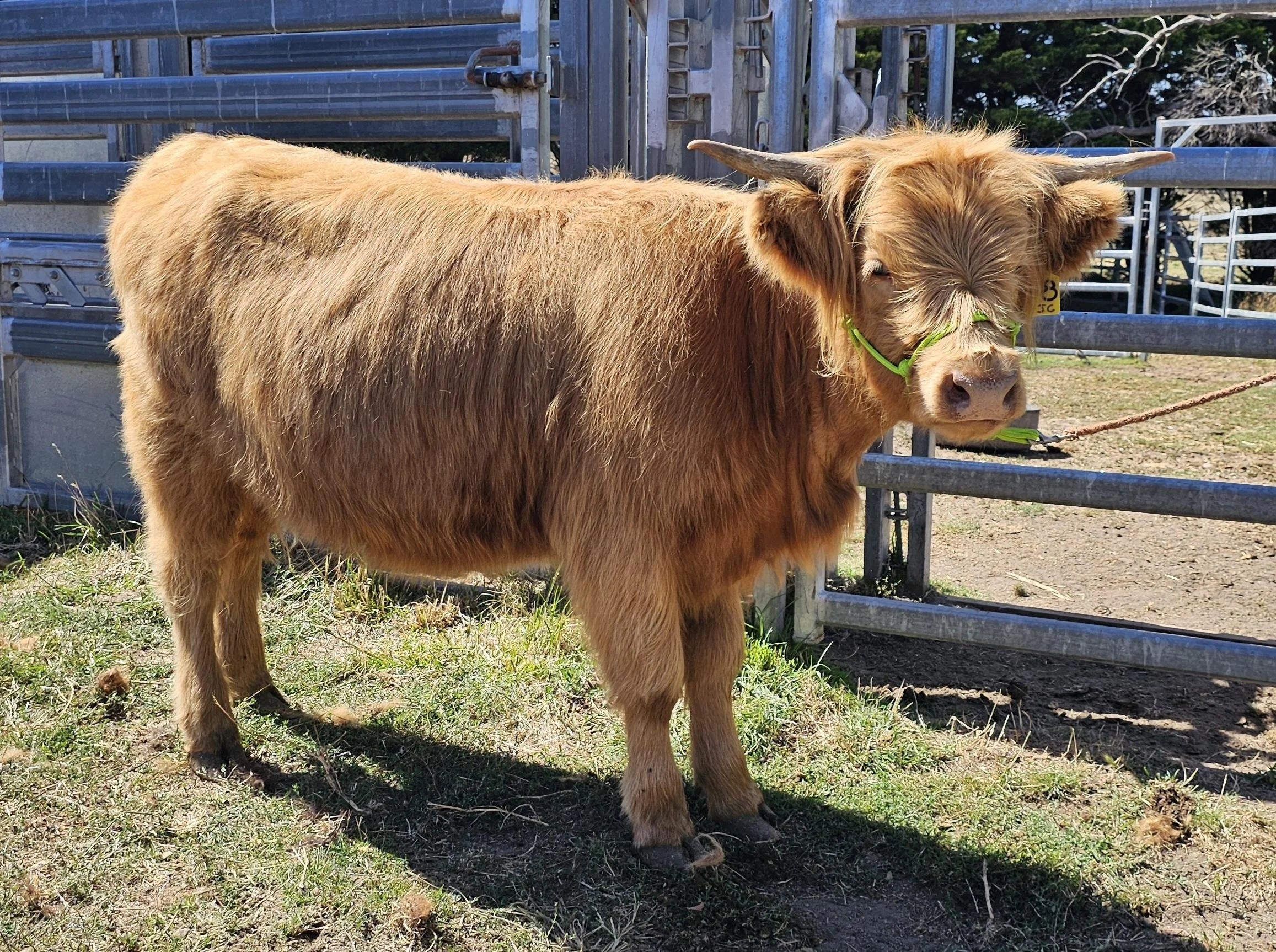 A brown, furry calf wearing a bright green halter stands outdoors on grass near a metal fence, with trees in the background.