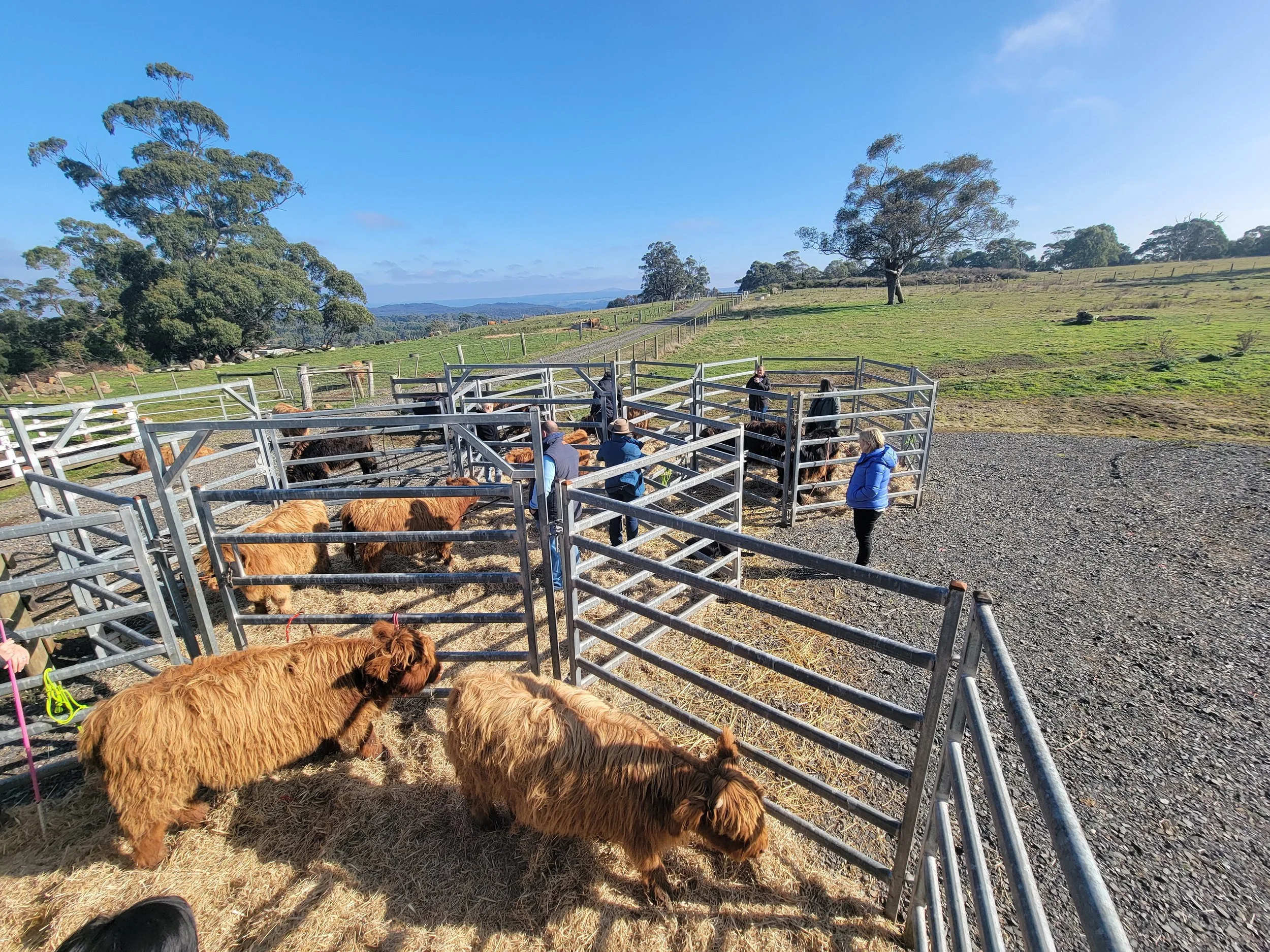 People observing Highland cattle in fenced enclosures on a rural farm, with rolling hills and trees in the background under a clear blue sky.