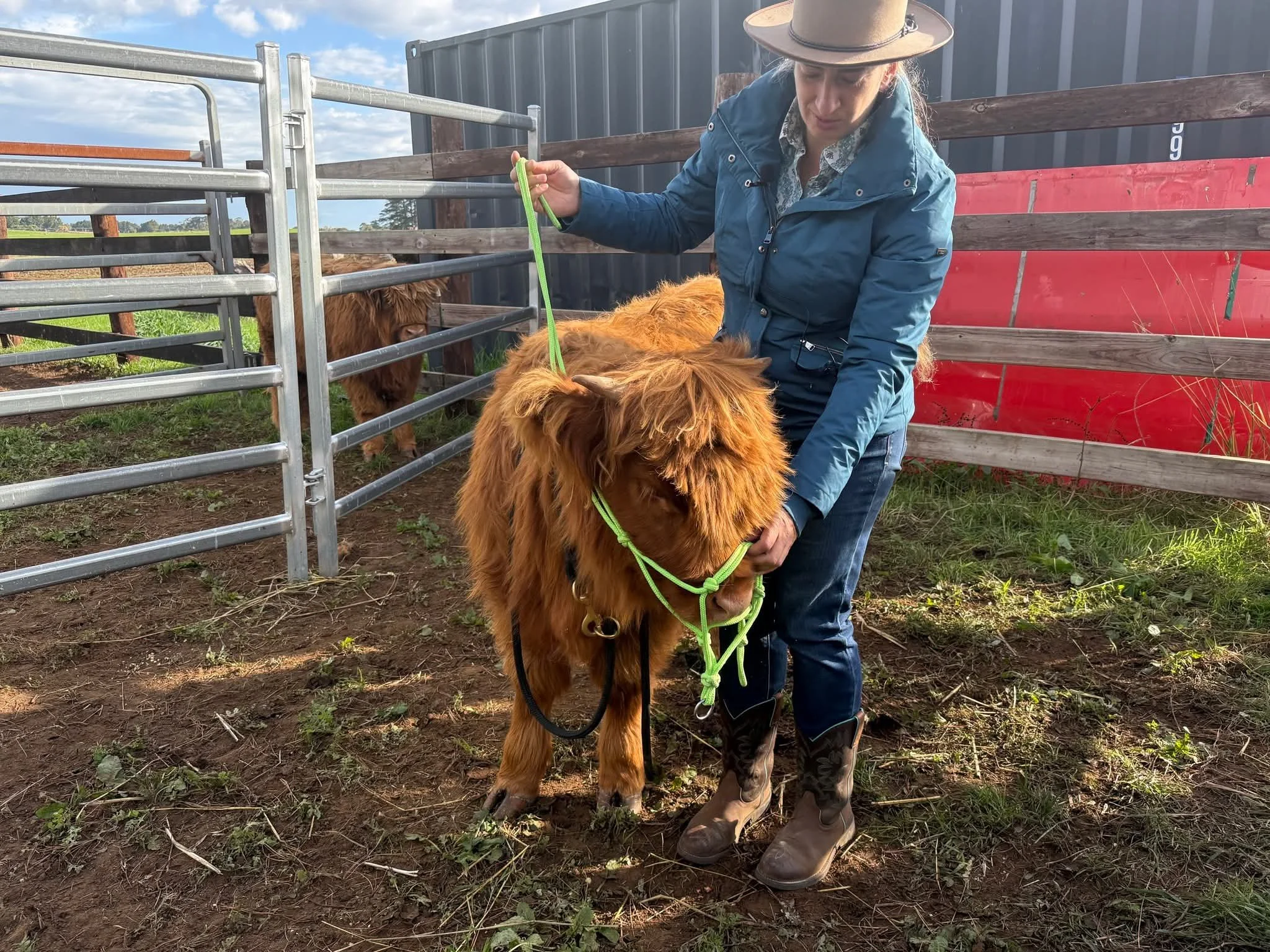 A person in a blue jacket, wearing a hat, is holding a small horse with a green halter in an outdoor farm setting with metal and wooden fences.