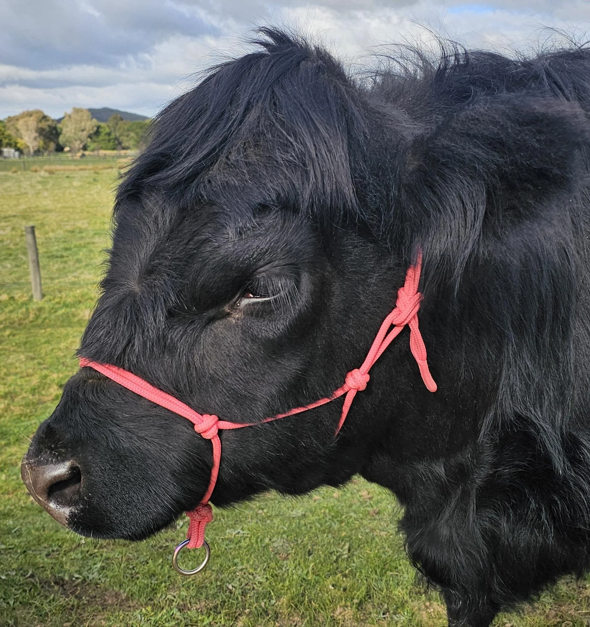 Cattle Training Halter - Weaner