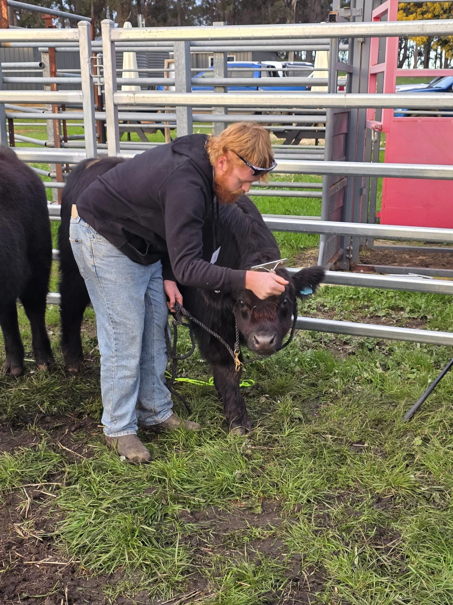 A man with blond hair, glasses perched on his head, a dark hoodie, and jeans is bending over to check on a small black cow in a farm or fairground setting, with metal railings, grass, and a pink gate in the background.