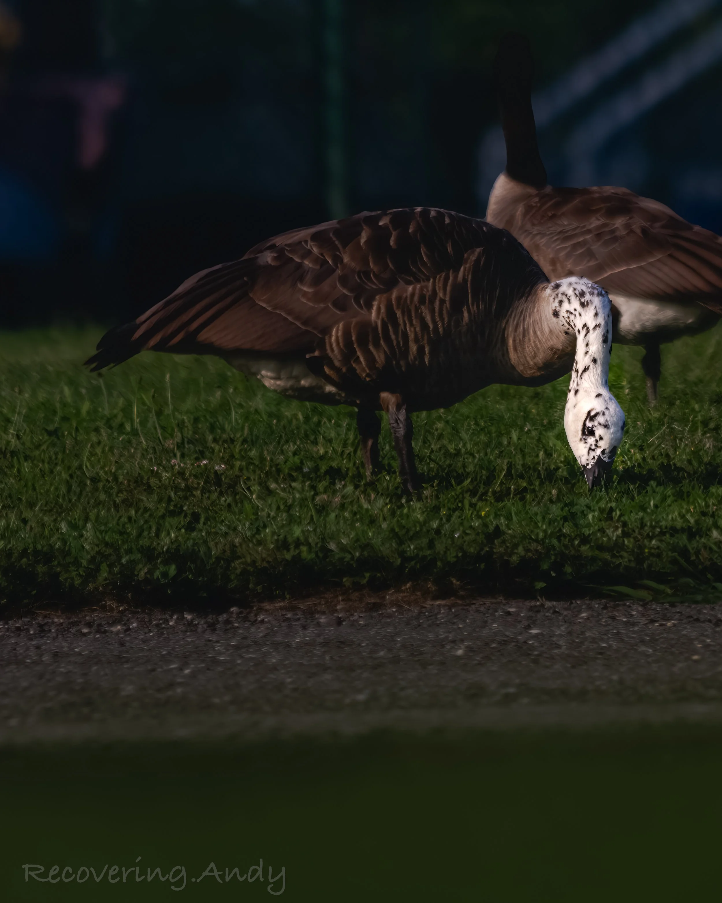 Wildlife