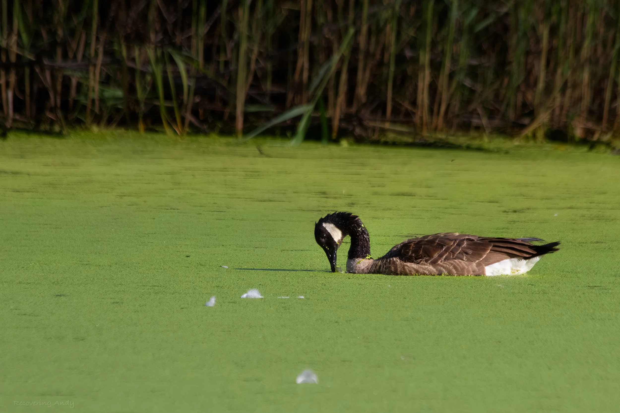 Wildlife