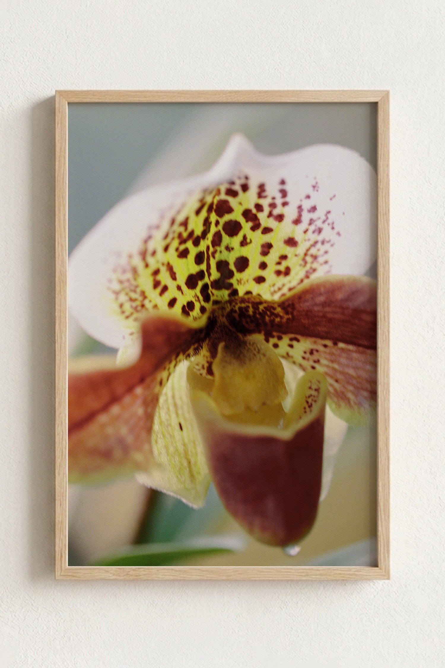 Paphiopedilum 35mm Print