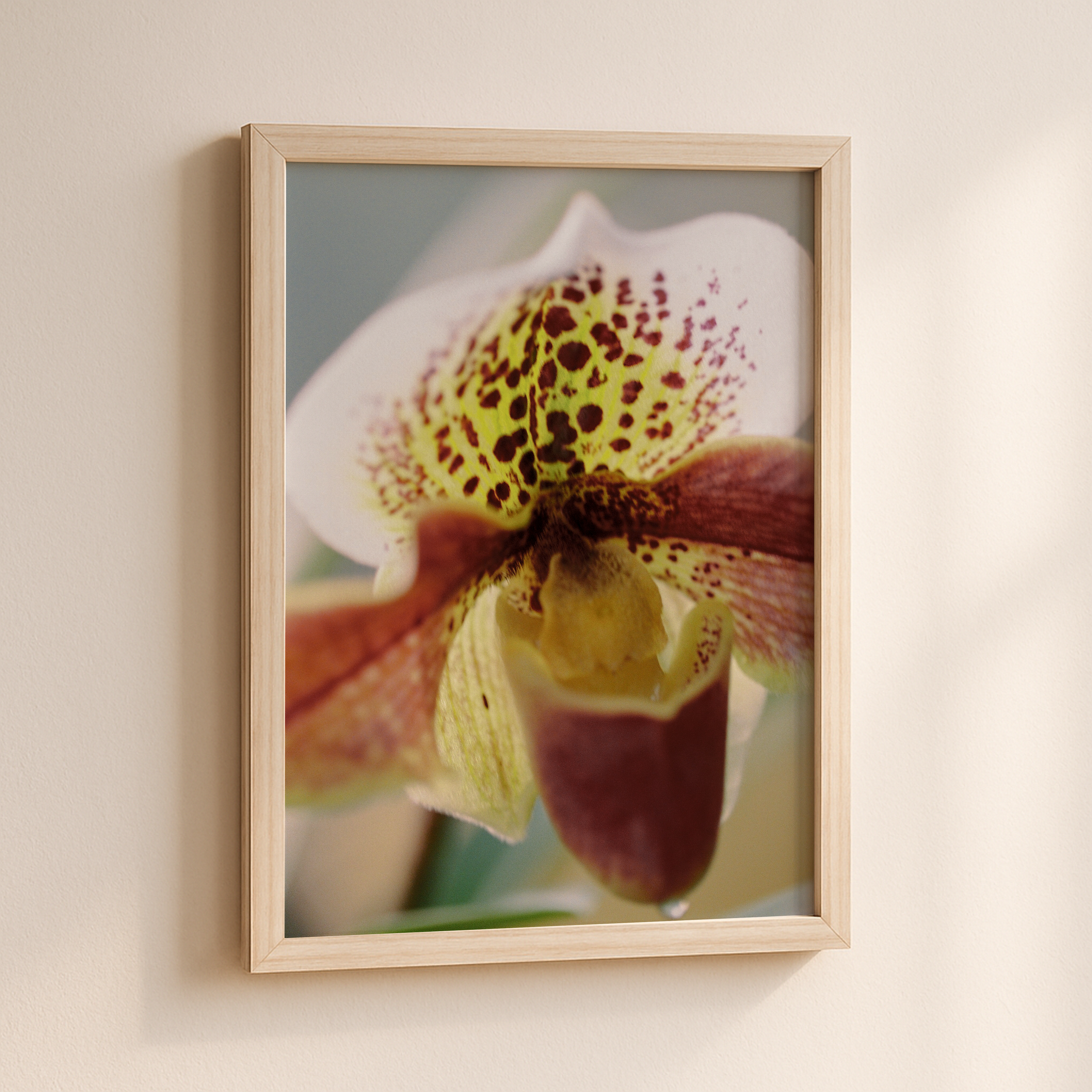 Paphiopedilum