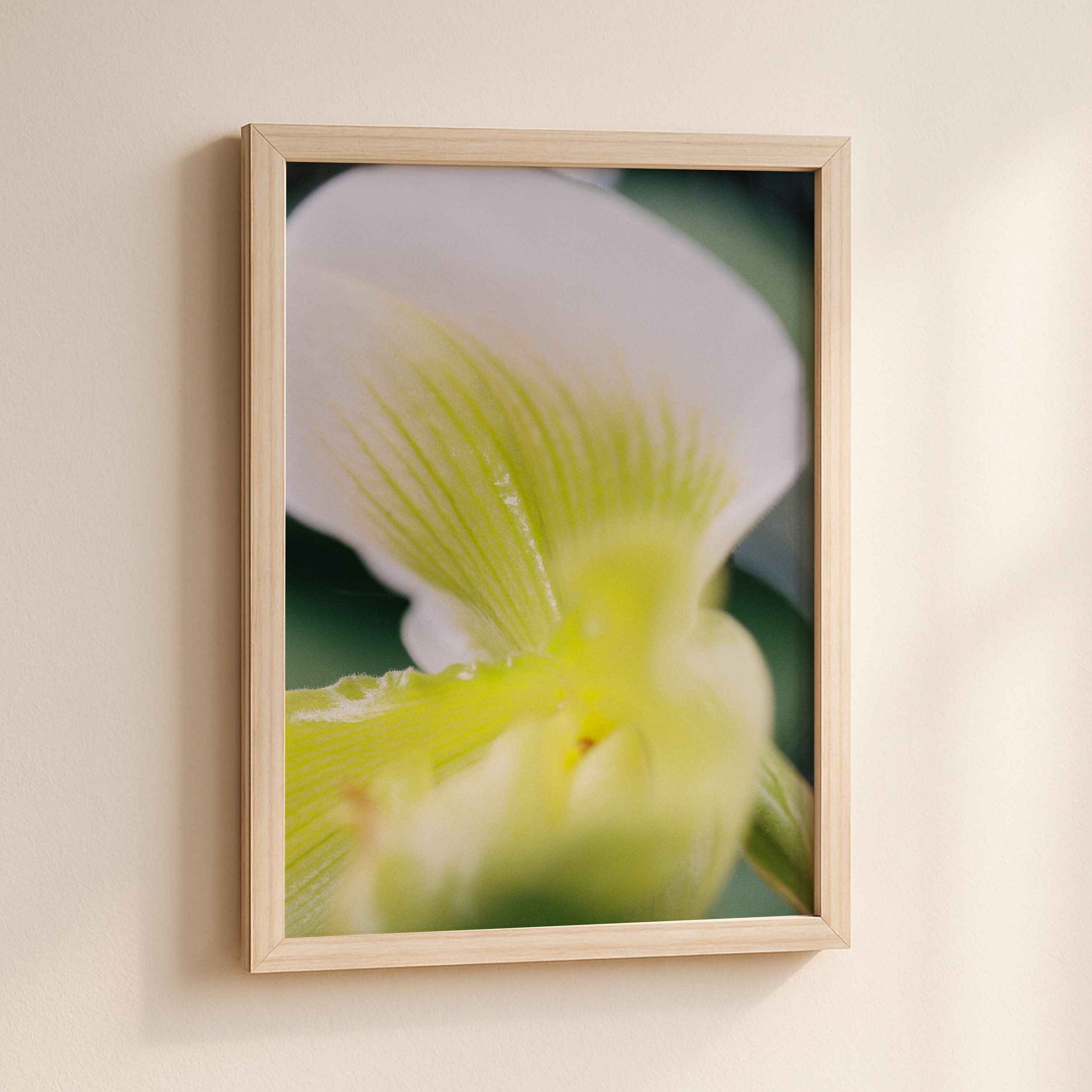 Paphiopedilum II 35mm Print