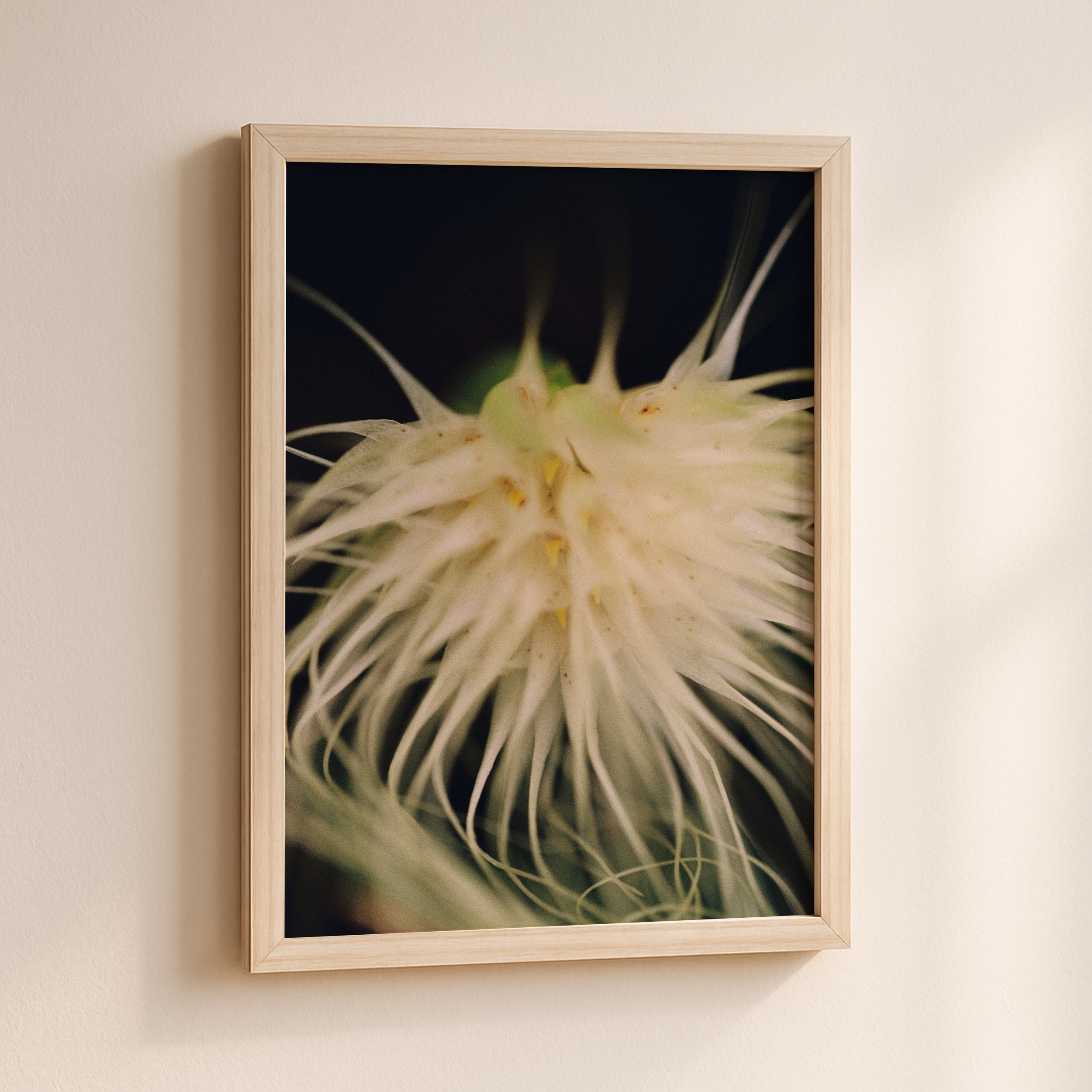 Bulbophyllum medusae 35mm Print