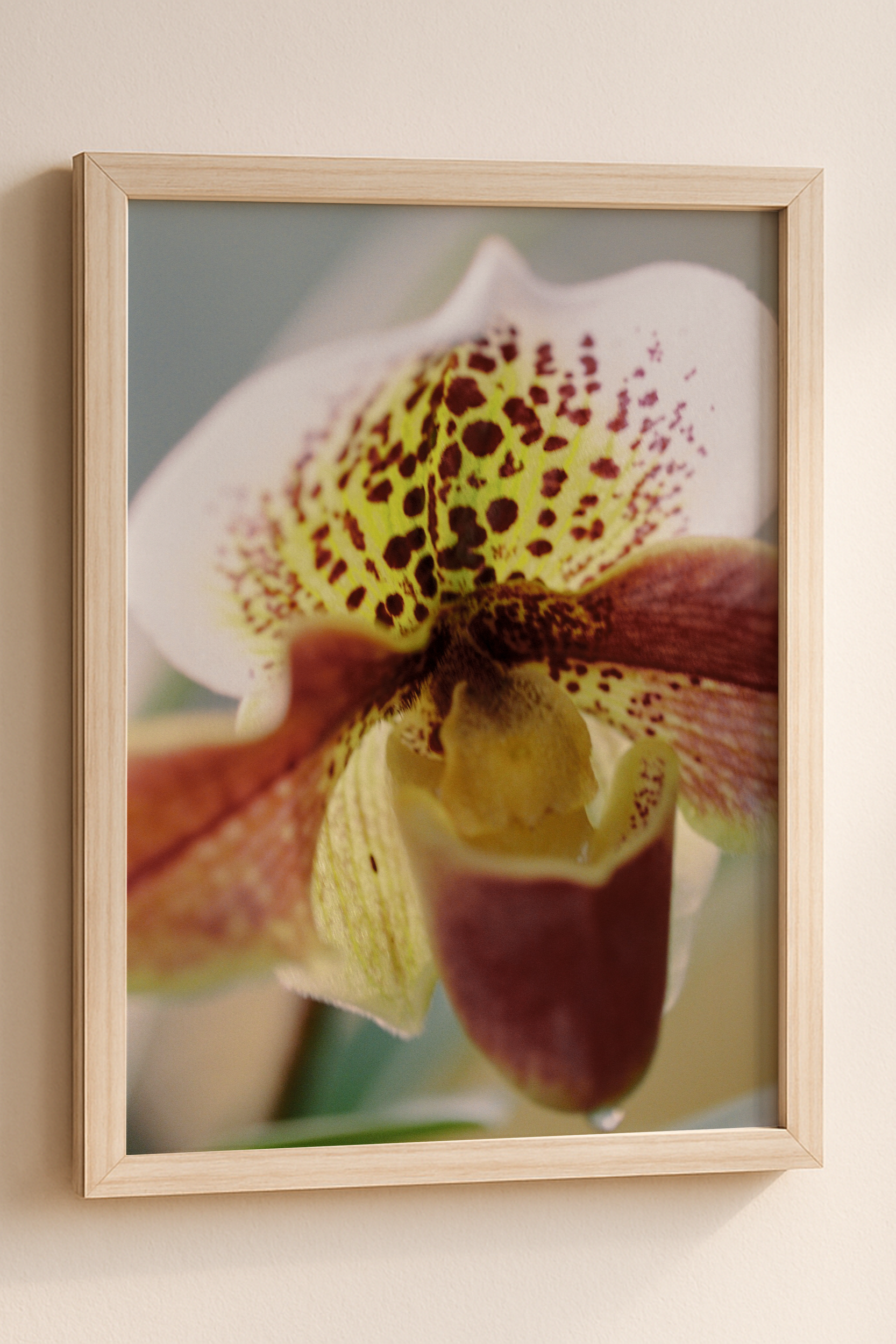 MOSSY-HAUS-PRINT-1.png