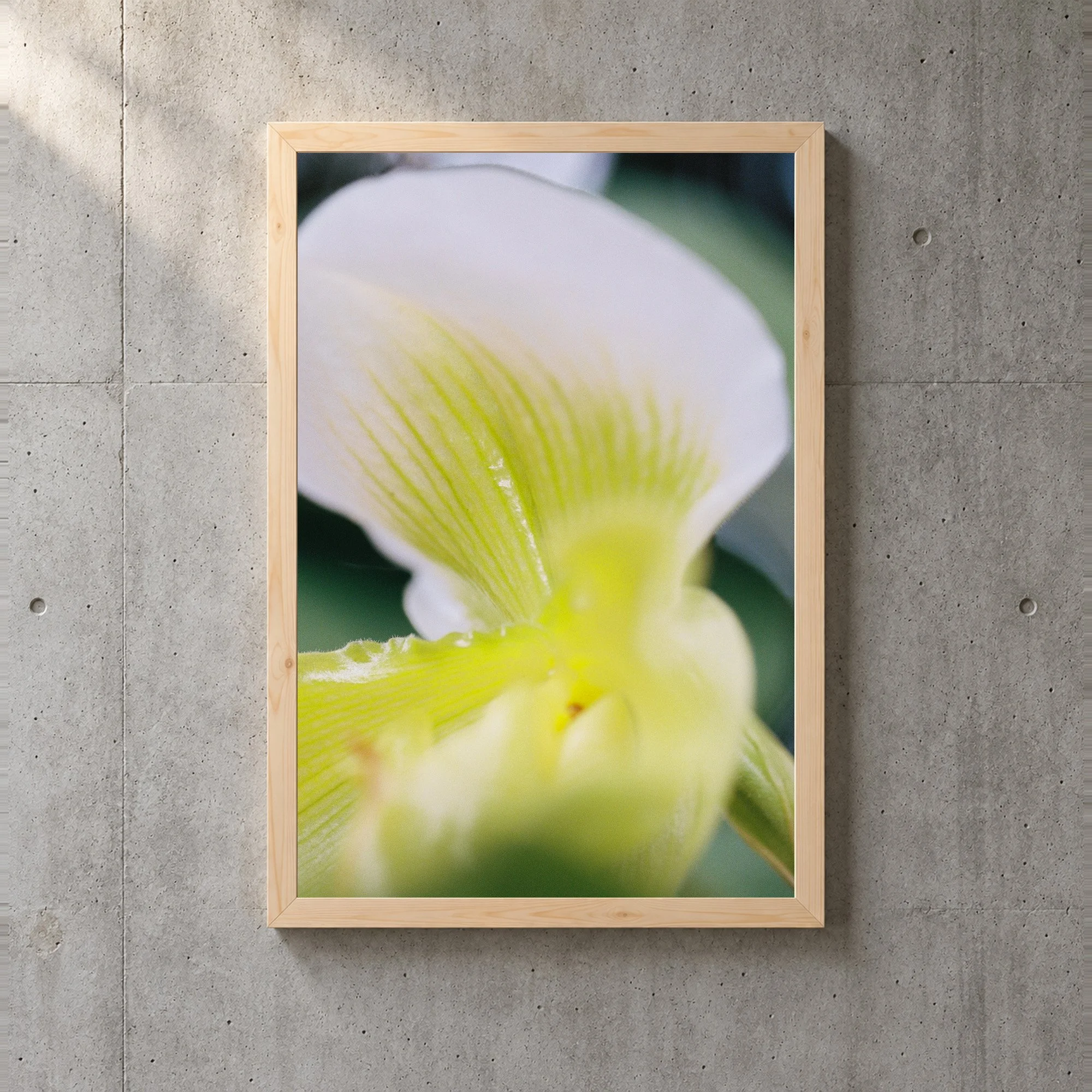 Paphiopedilum II 35mm Print
