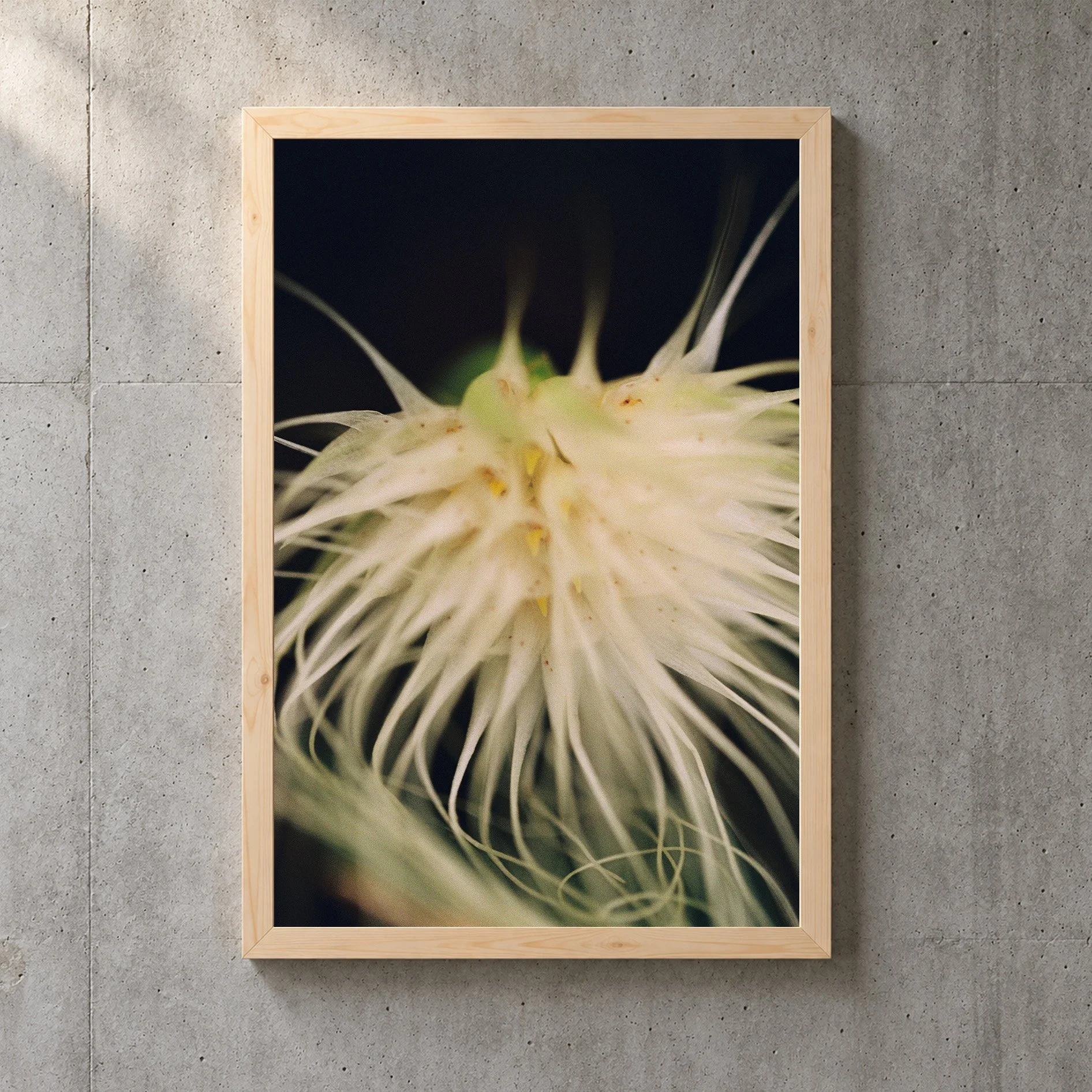 Bulbophyllum medusae 35mm Print