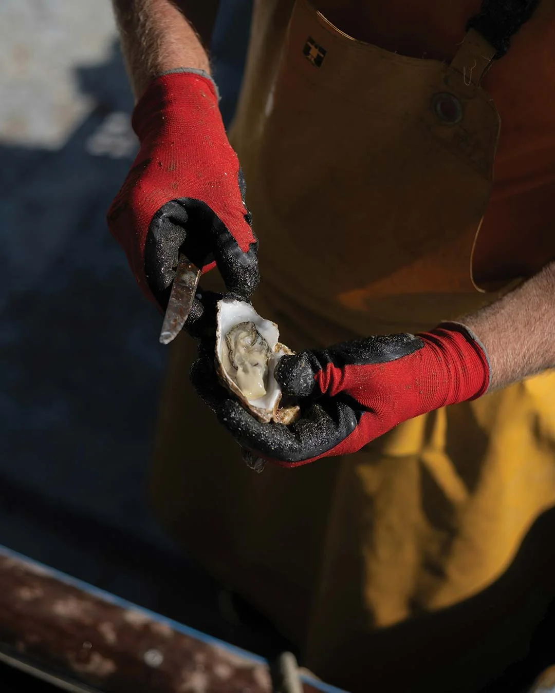 A person wearing red gloves holds an opened oyster with an oyster knife, showing the oyster inside.