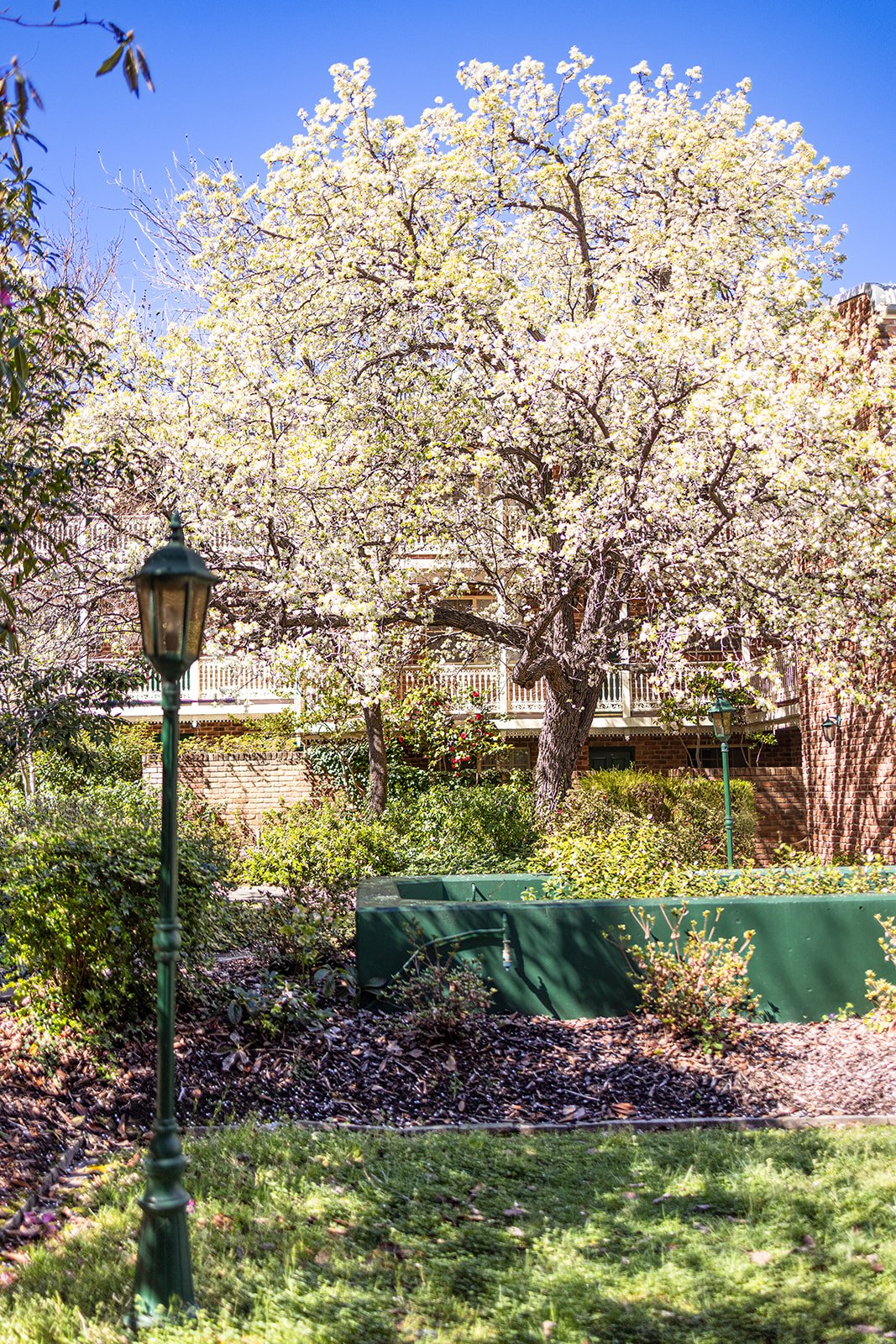 Manuka Park 2026-1.jpg