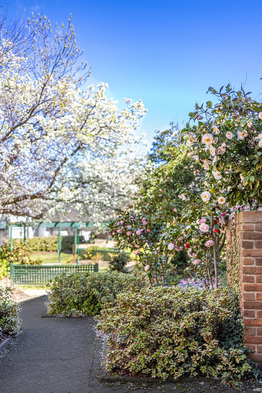 Manuka Park 2026-3.jpg