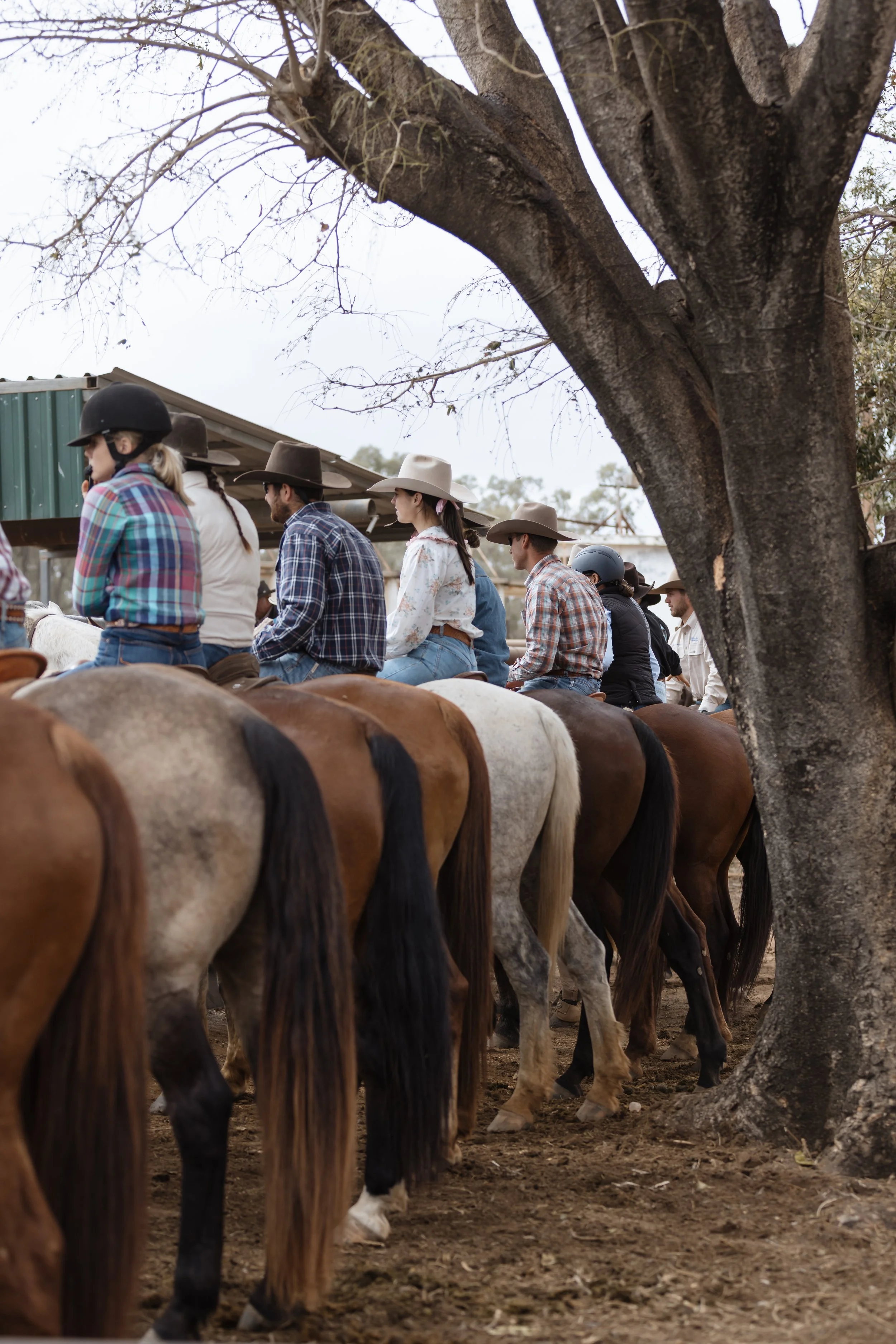 Line of riders on horseback in a rodeo or ranch setting, with a large tree in the foreground.