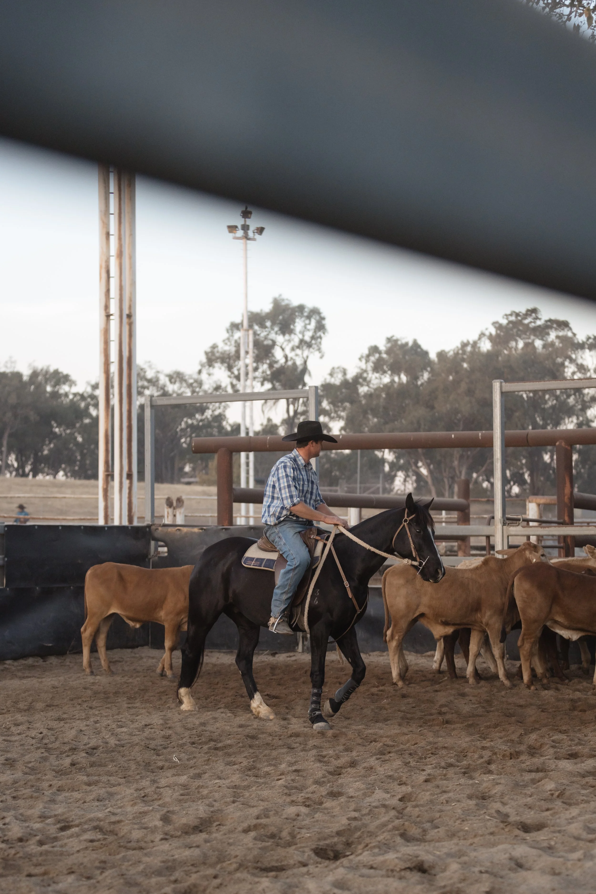 A person riding a black horse and herd of cattle in an outdoor arena, with athletic field lights and trees in the background.