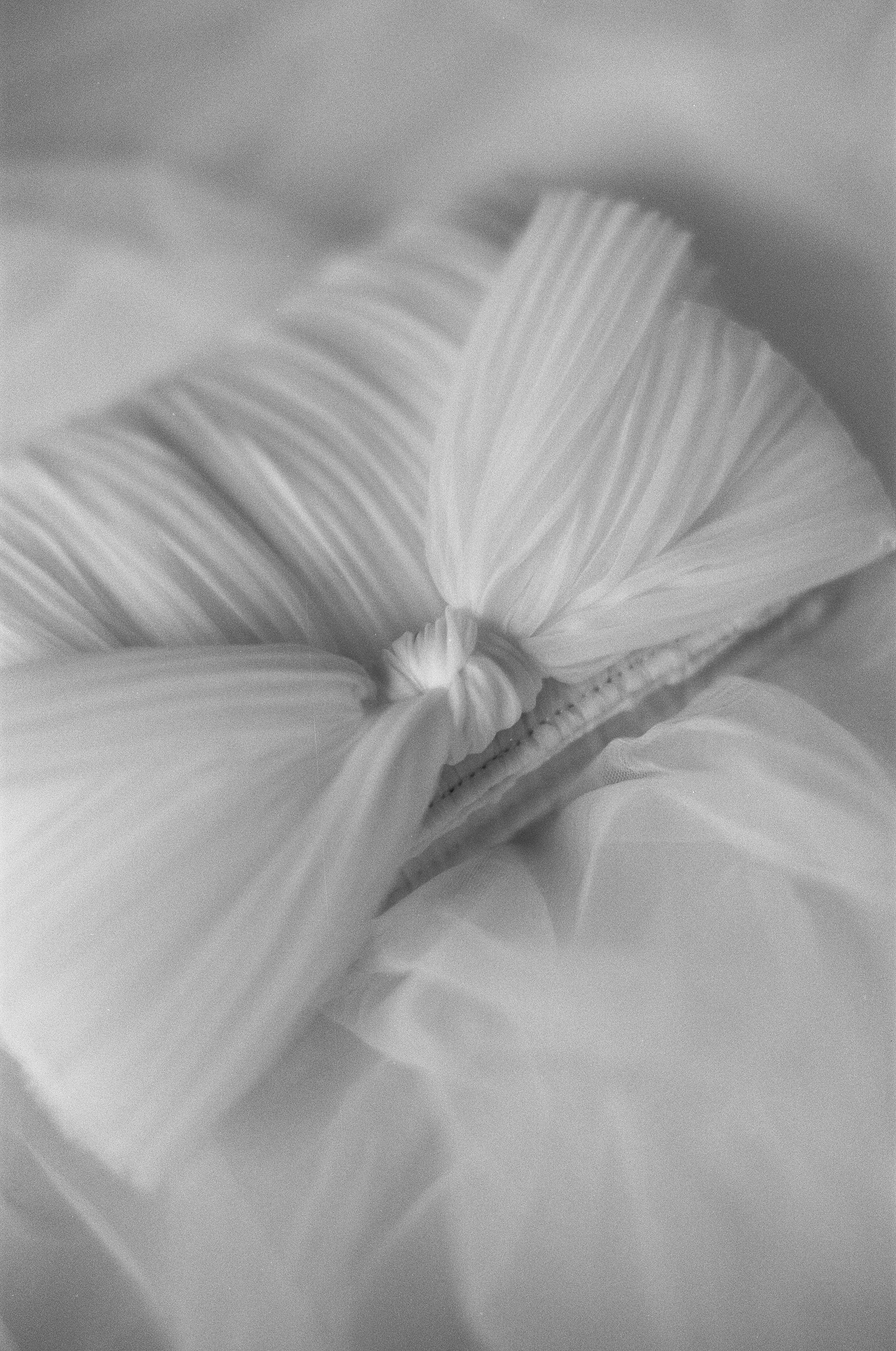 Close-up of a flower, showing detailed petals with a soft focus, in black and white.
