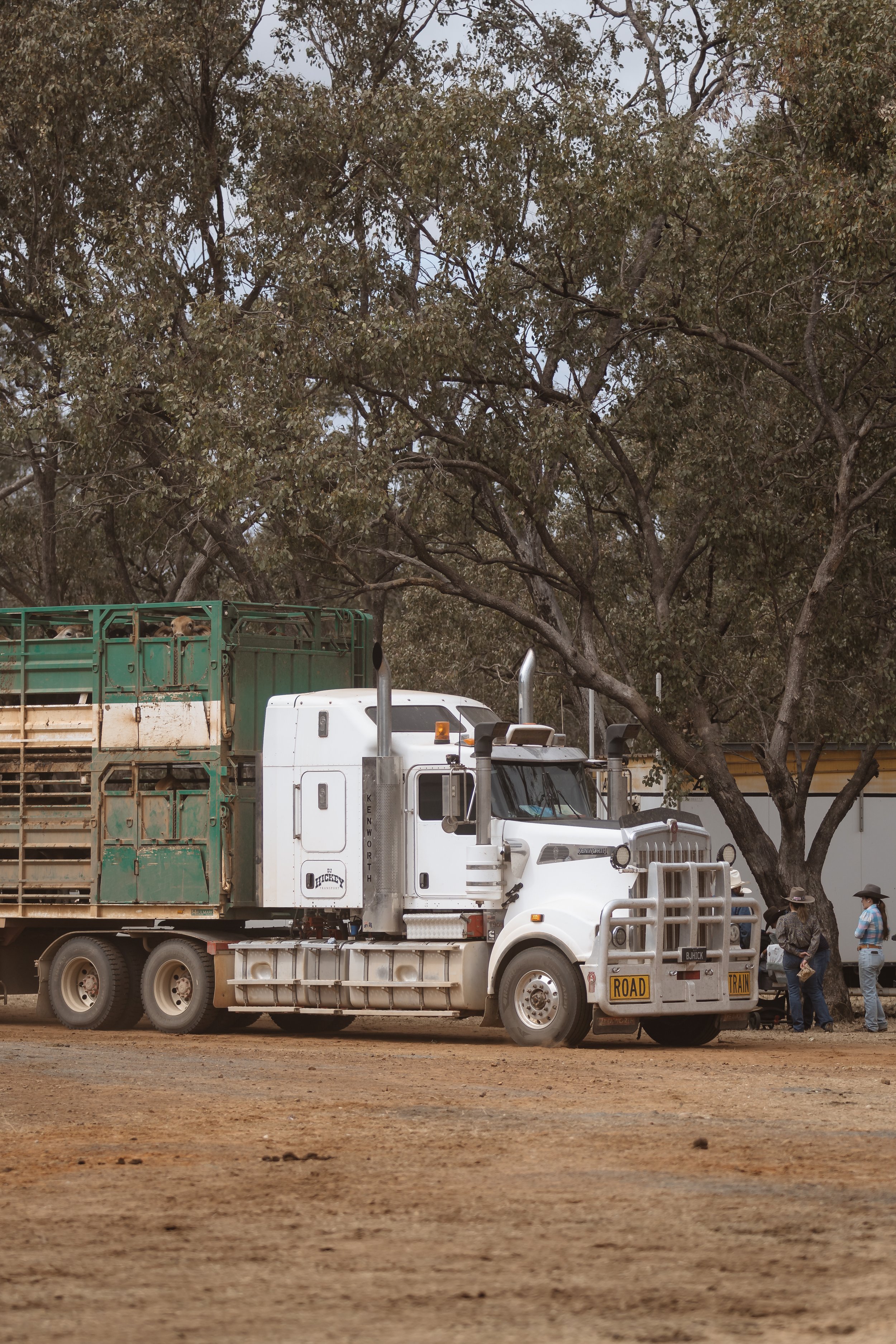 A white truck with a flatbed carrying livestock, parked on a dirt ground under trees, with two people standing nearby.