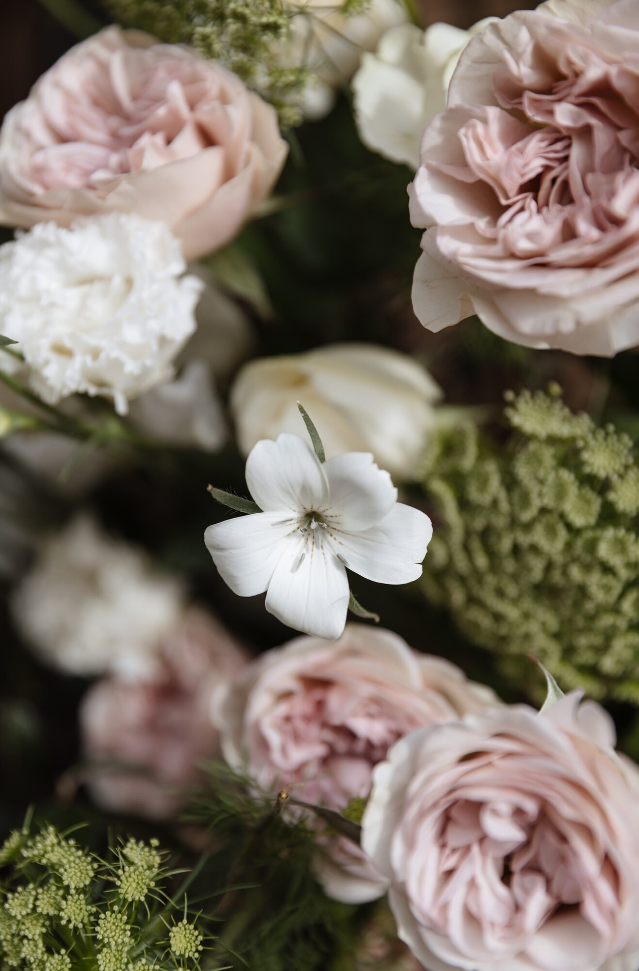 blush-peony-rose-cluster-detail.jpg