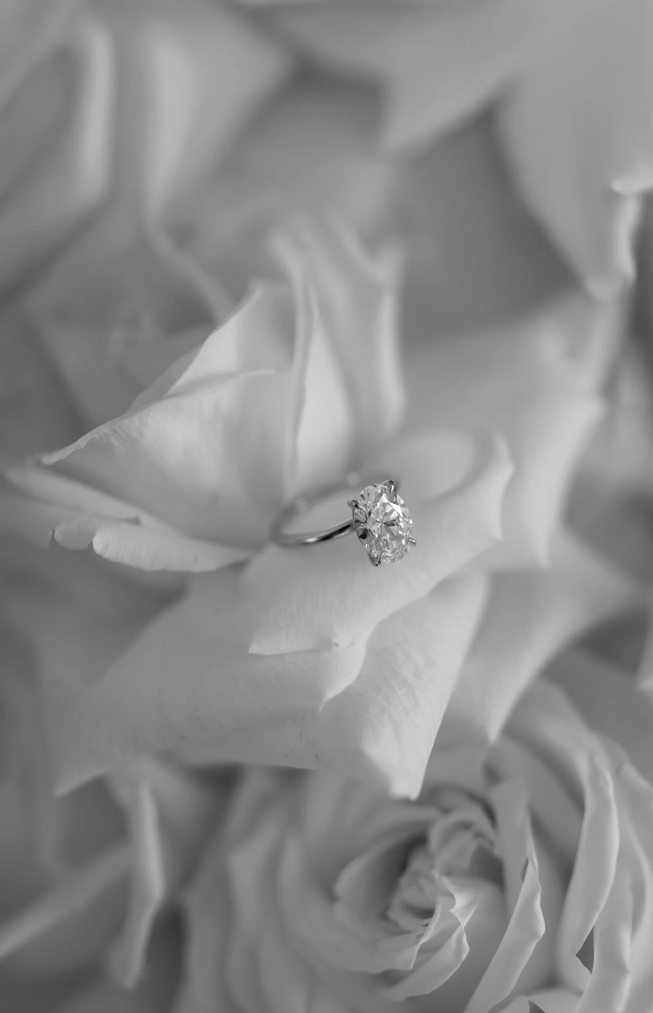 A close-up of a diamond engagement ring resting on the petals of a white rose, depicted in black and white.
