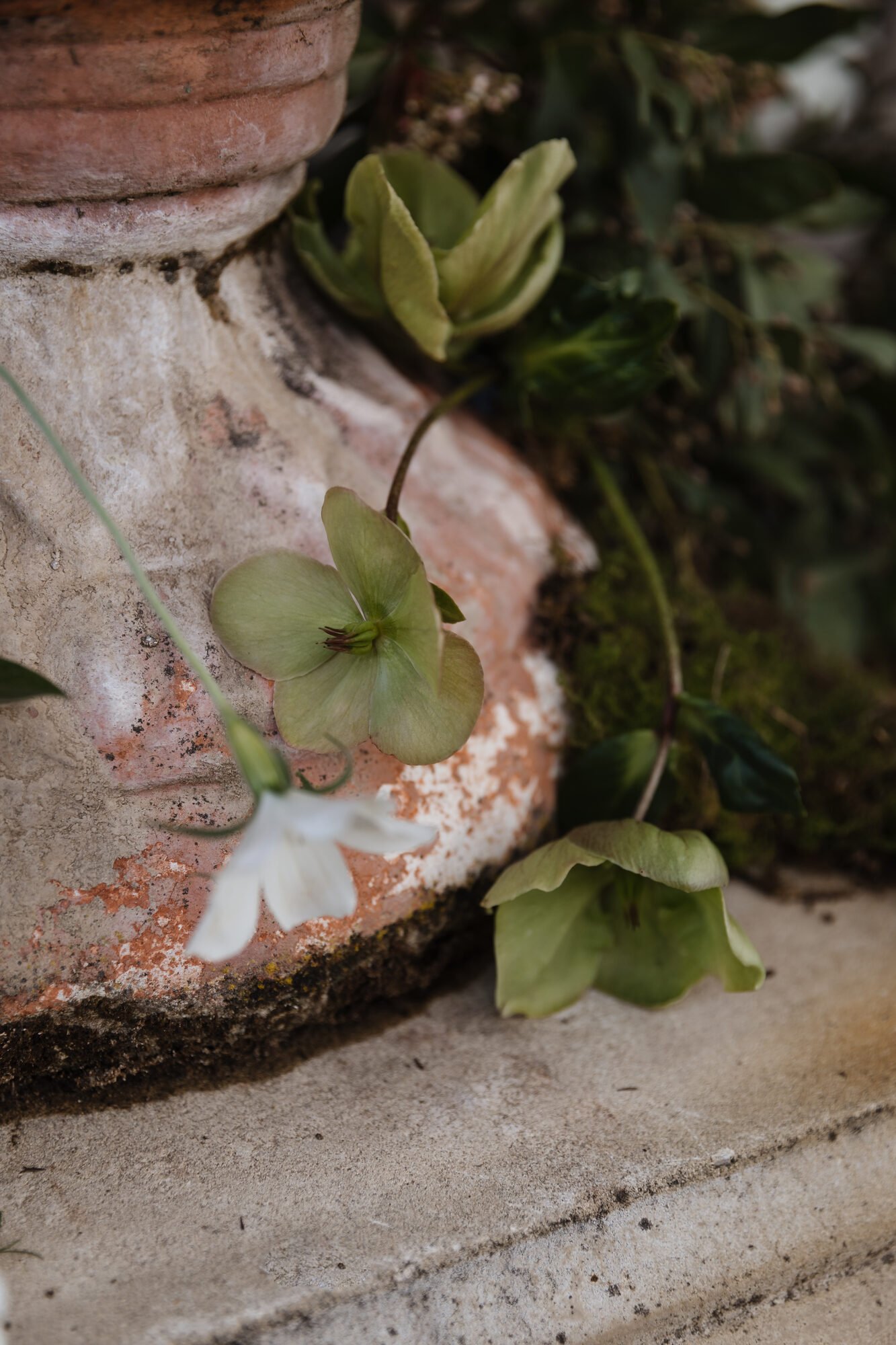 hellebore-weathered-stone-urn-base.jpg