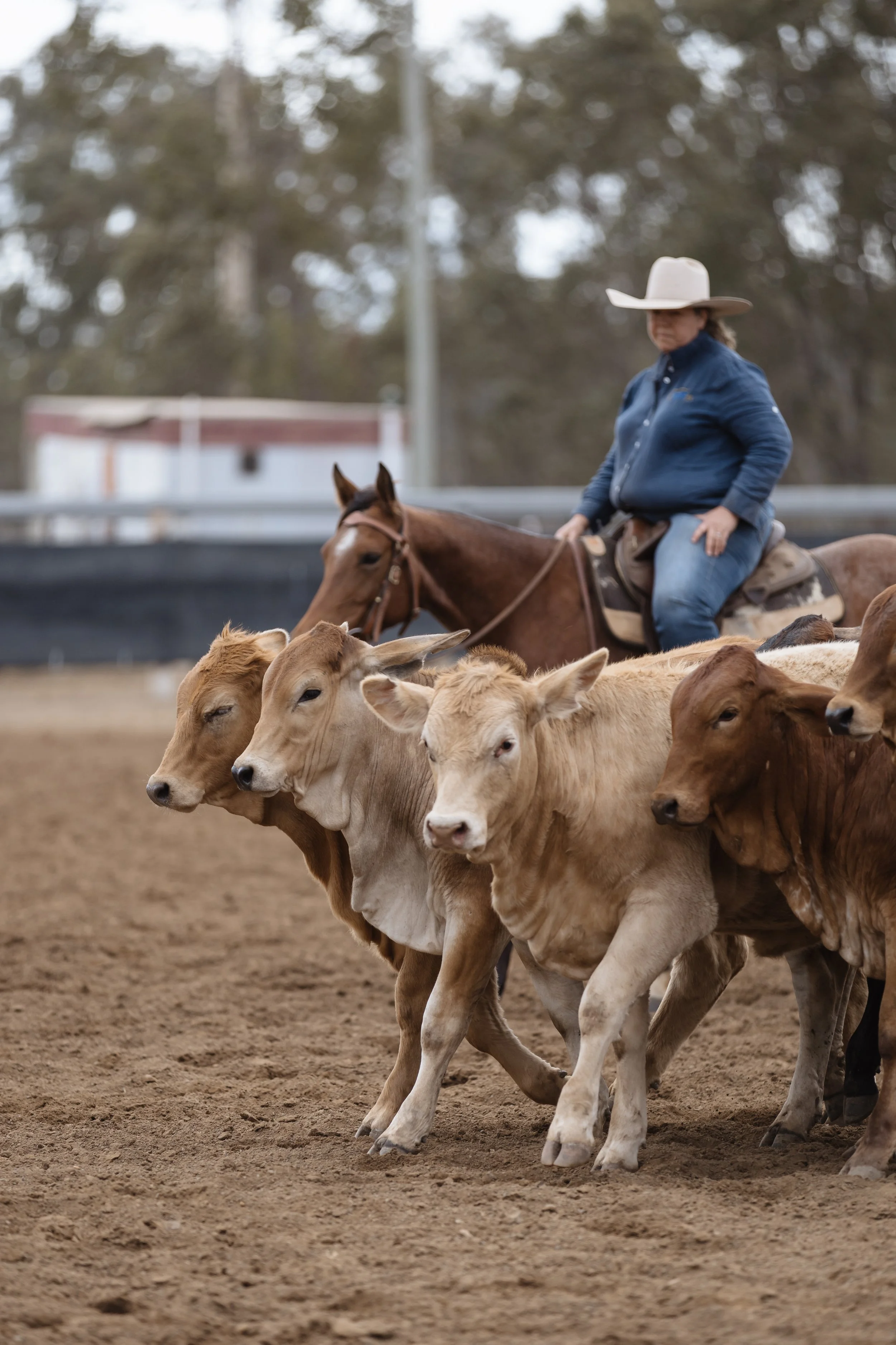 A woman in cowboy attire riding a horse among calves in a rural farm setting.