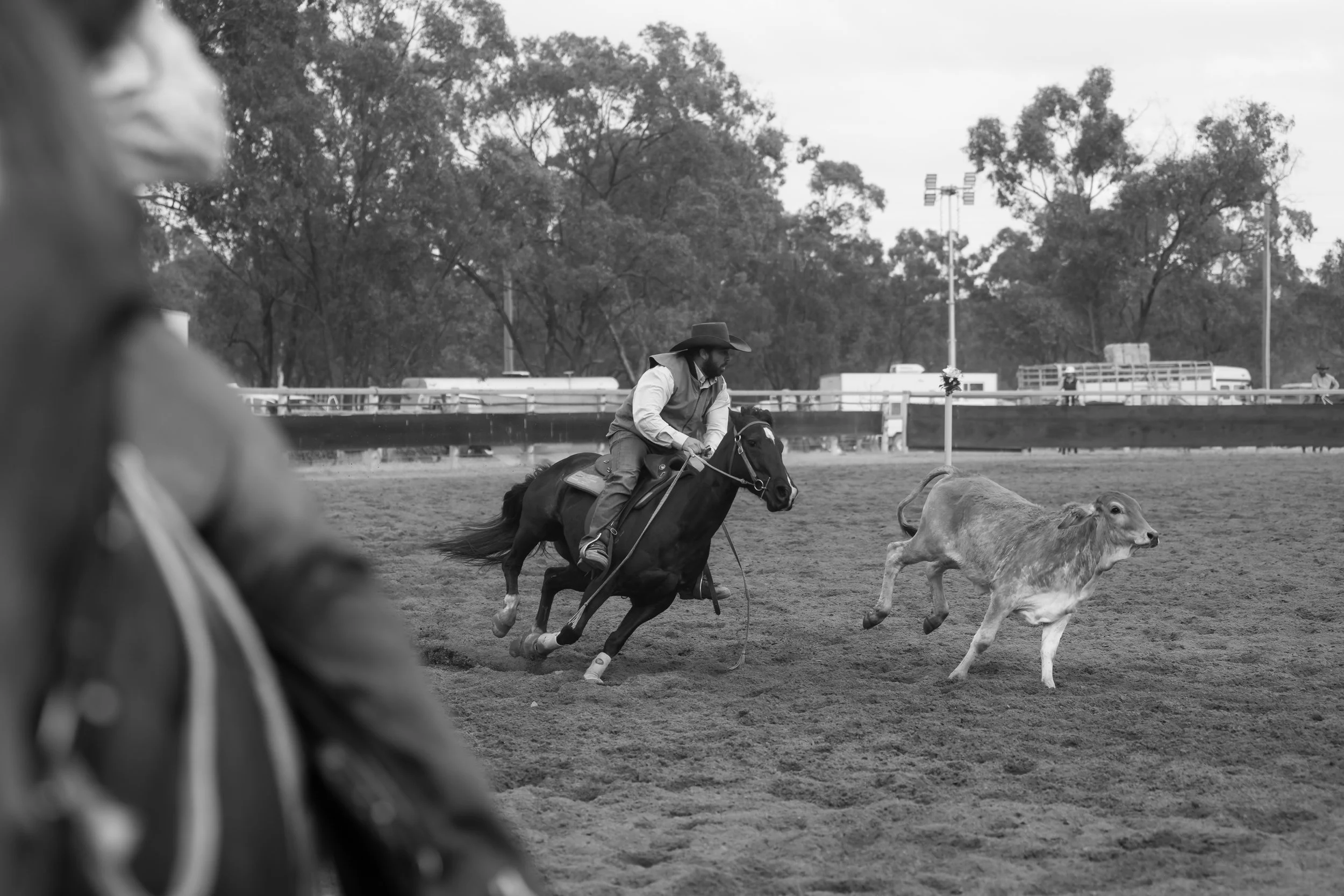 A cowboy riding a horse chasing cattle on a rodeo arena with trees and a fence in the background, in black and white.