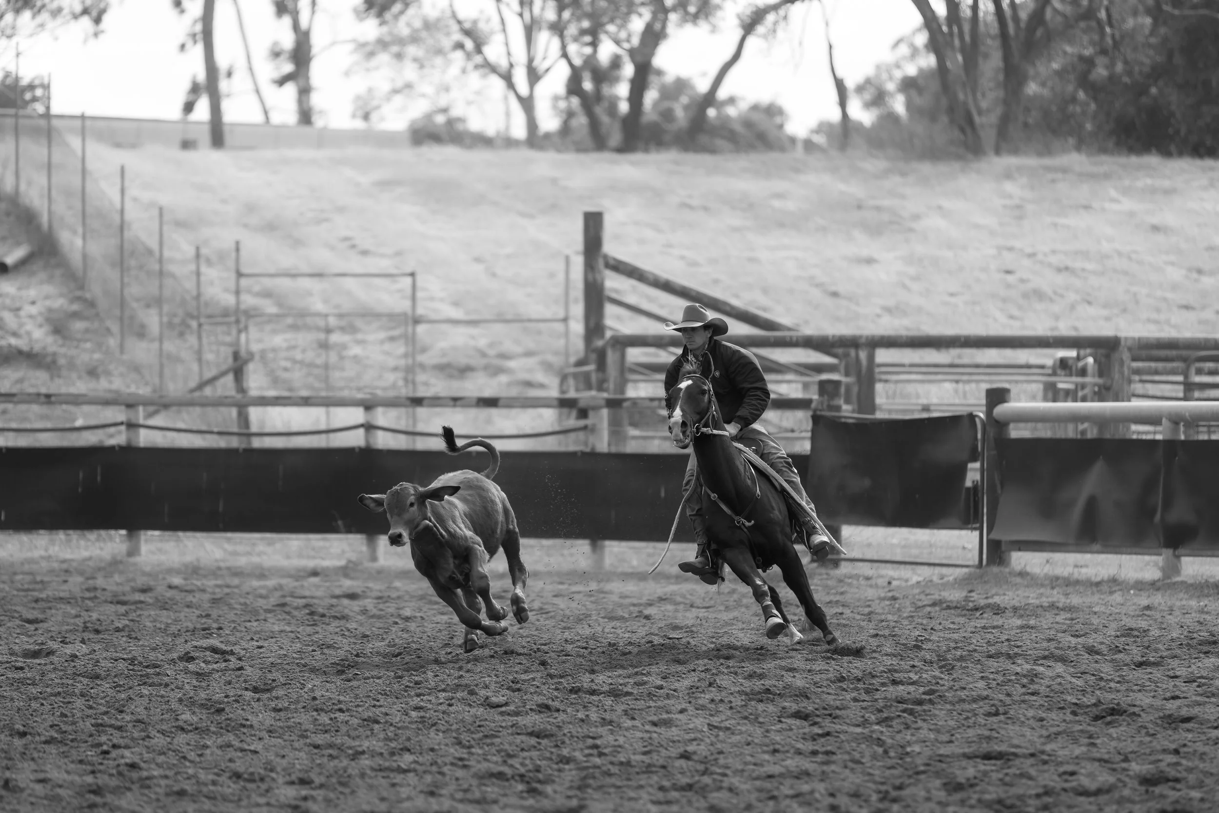 A cowboy riding a horse and herding a calf in a rodeo arena with trees in the background.