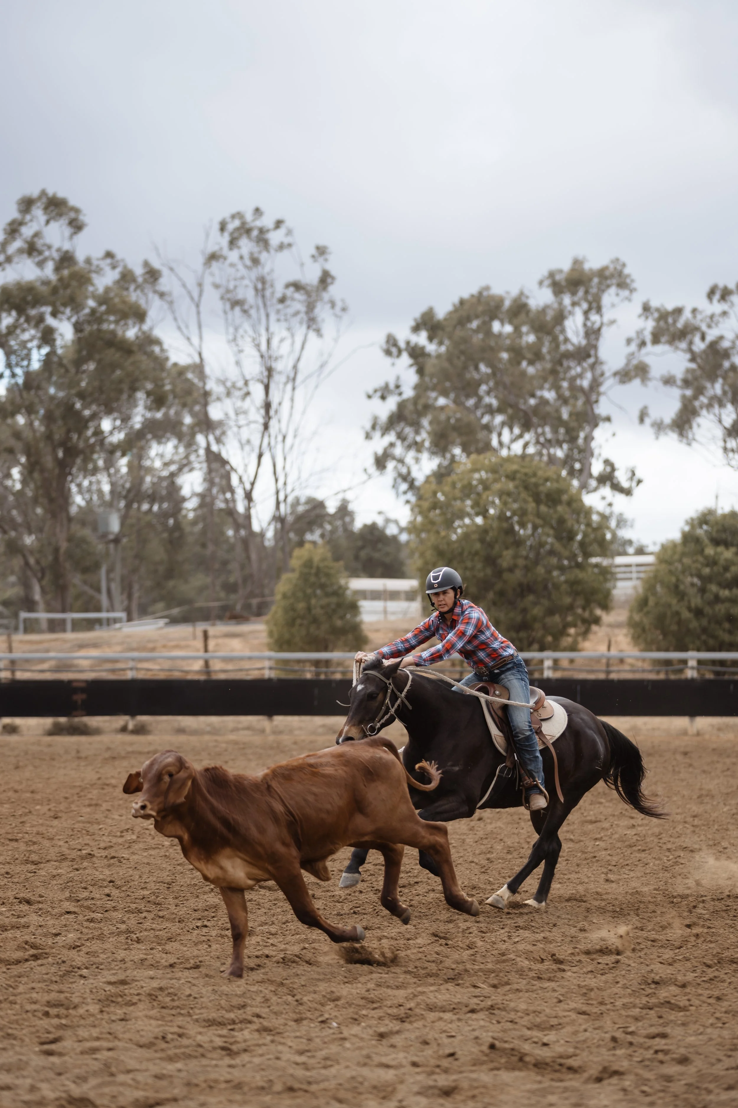 A person riding a black horse in a rodeo arena, chasing a brown calf, with a background of trees and cloudy sky.