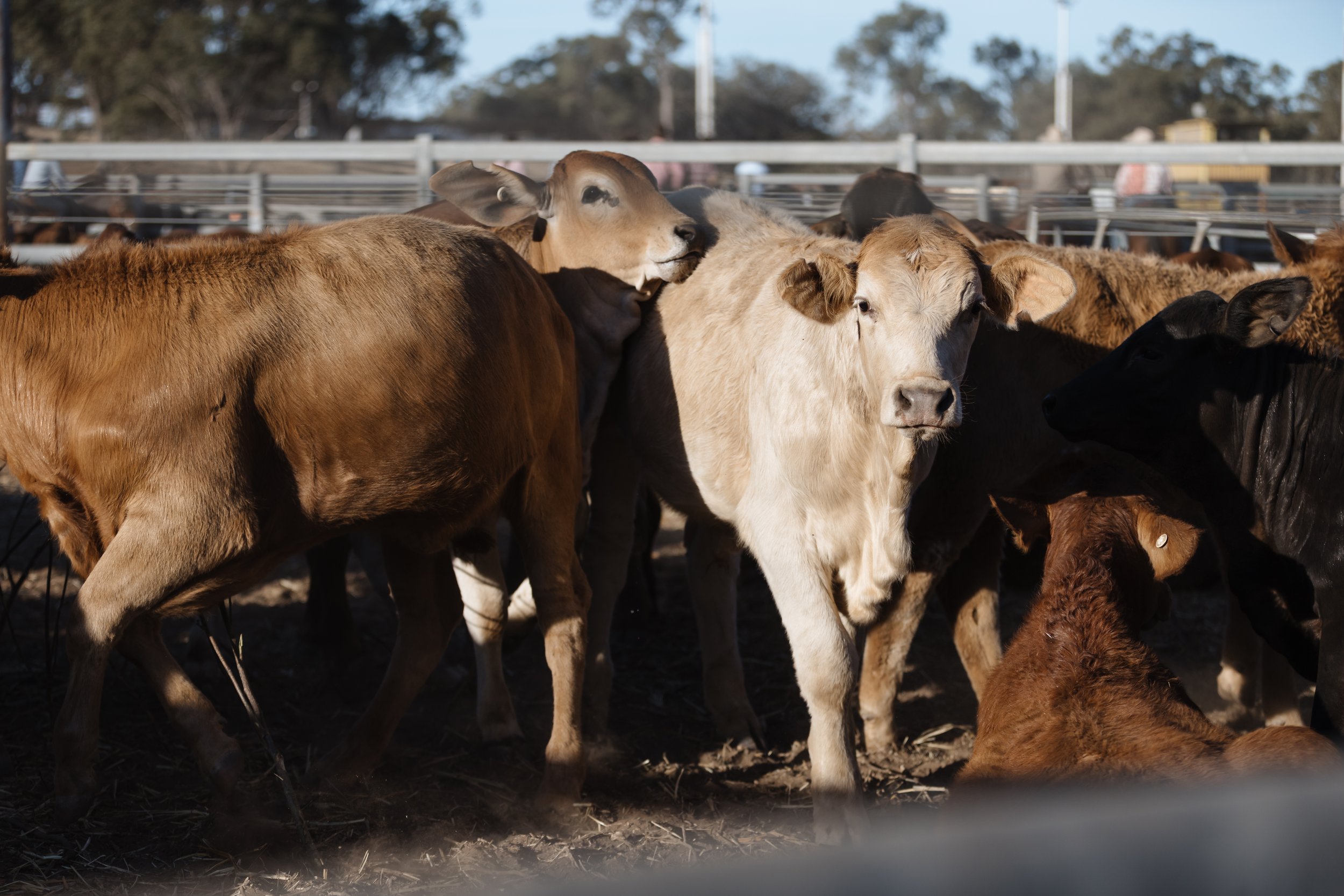A group of cows standing together in a pen with fencing in the background.