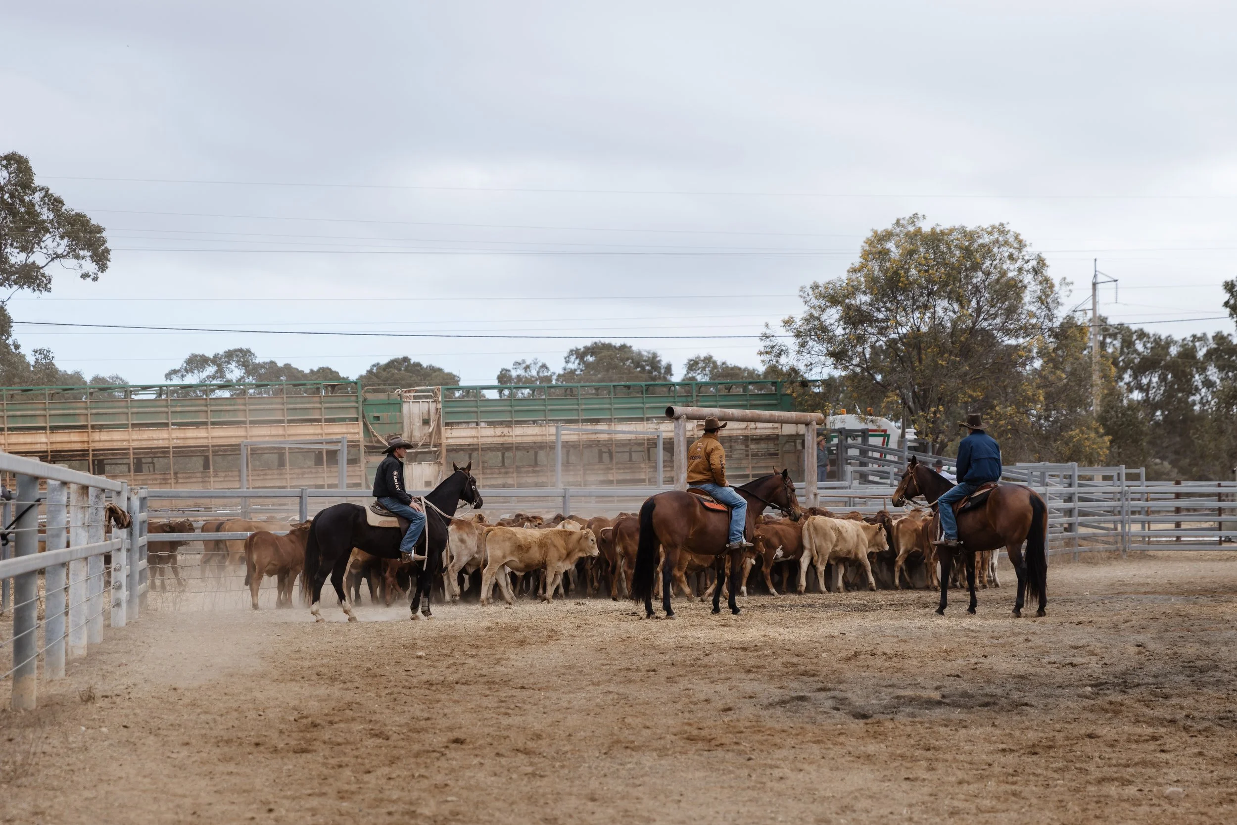 People riding horses in a cattle pen with cows; overcast sky and trees in the background.