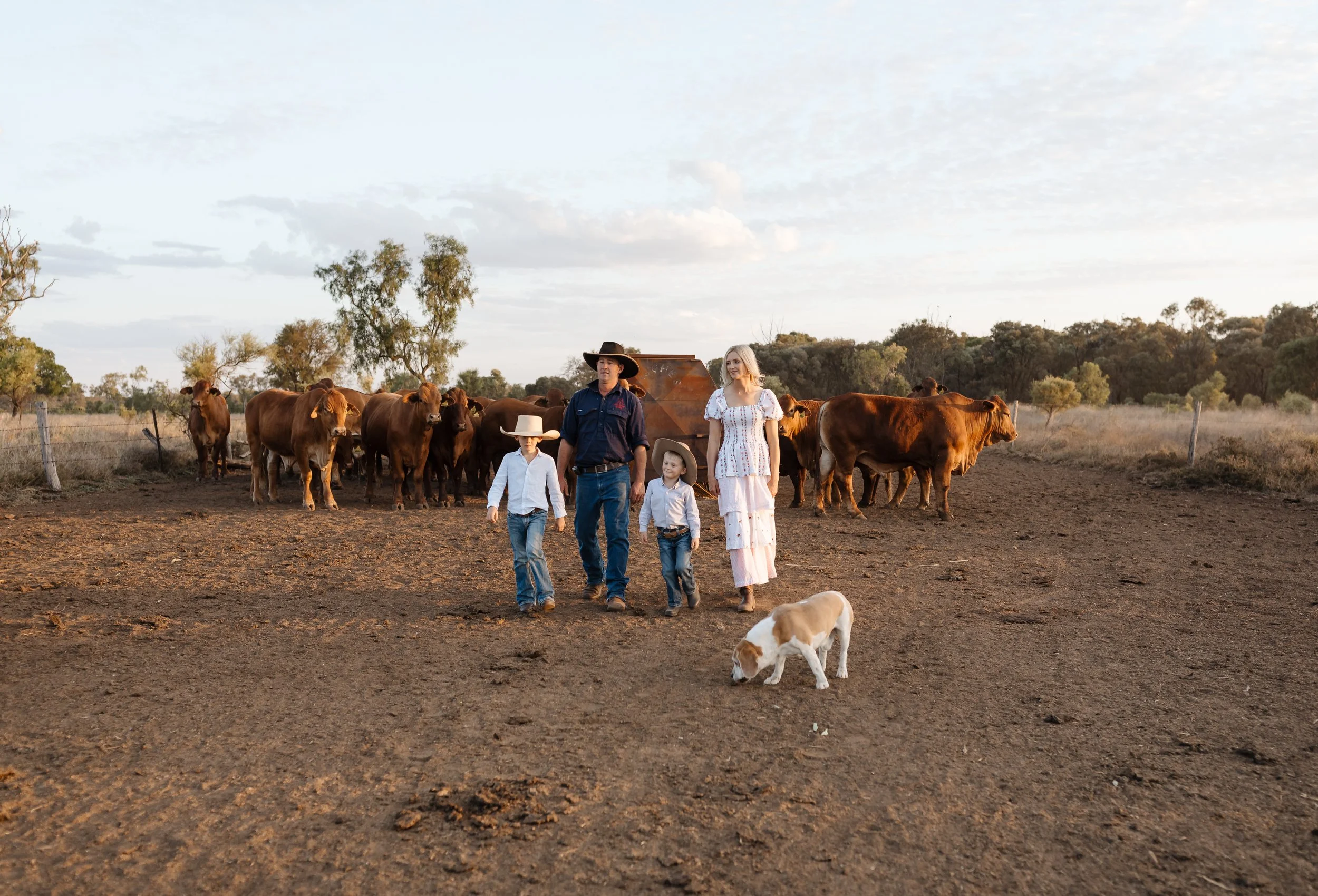 A family of four walking with their two dogs and cattle in a field during sunset or early evening. The family members are wearing casual and cowboy-style clothes, and the scene includes trees and a fence in the background.