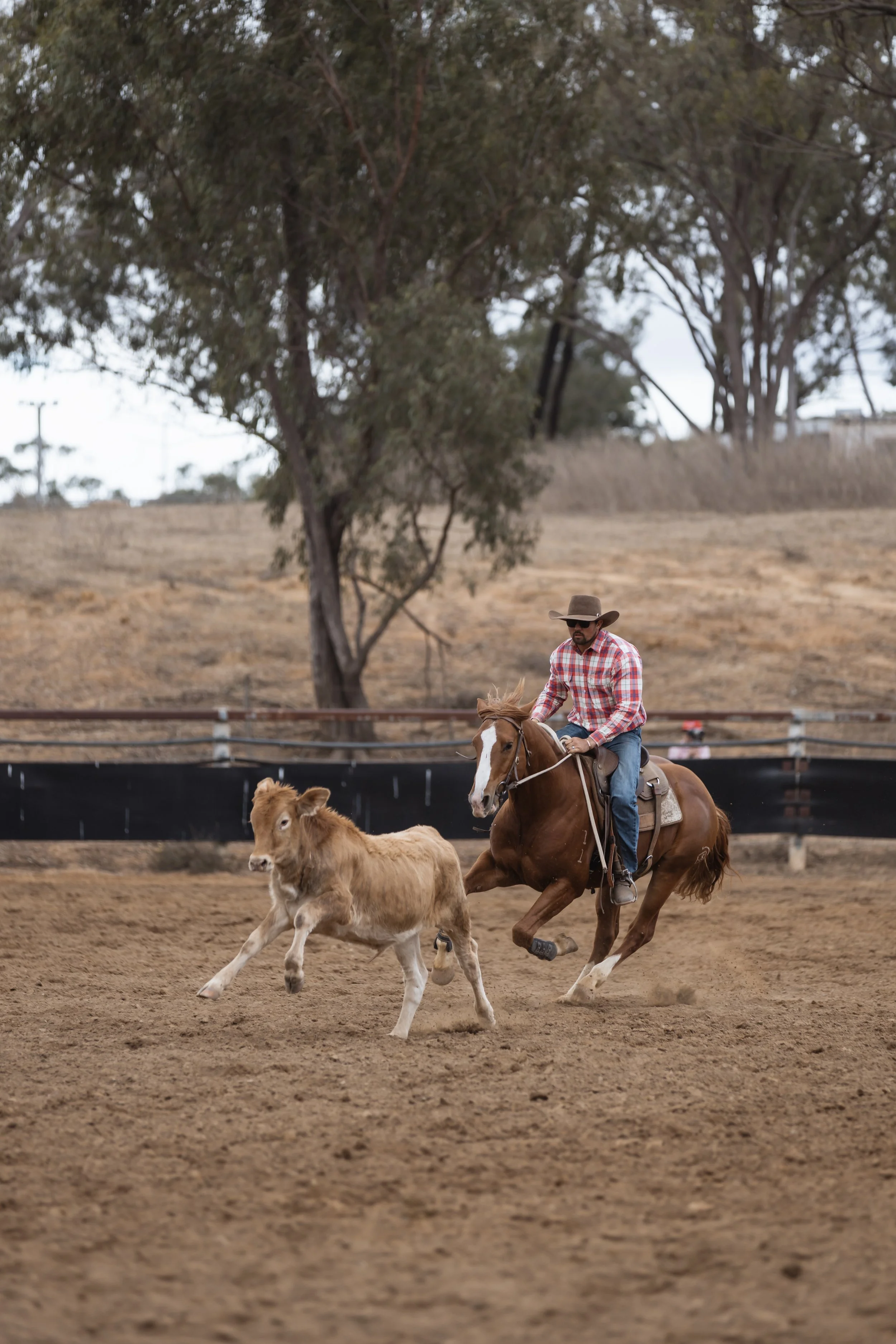 A cowboy riding a horse in a rodeo arena with calves, trees, and a wooden fence in the background.