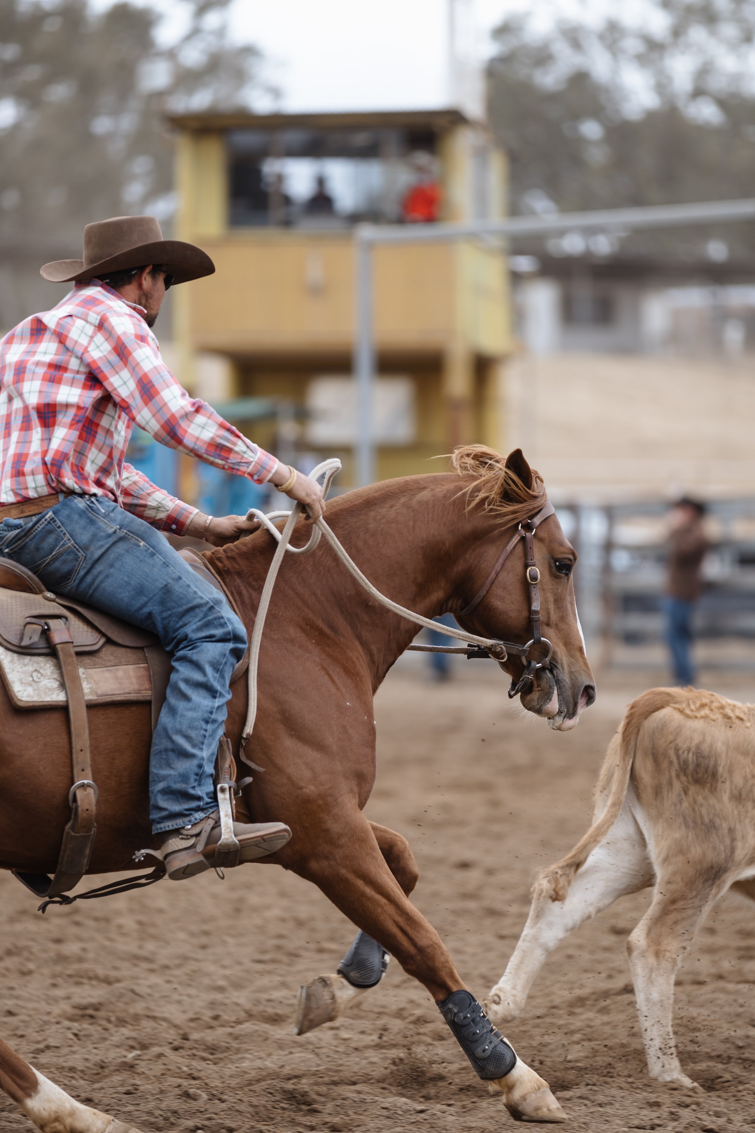 A cowboy riding a brown horse at a rodeo or training event, wearing a cowboy hat, plaid shirt, and jeans, with a dog running nearby.