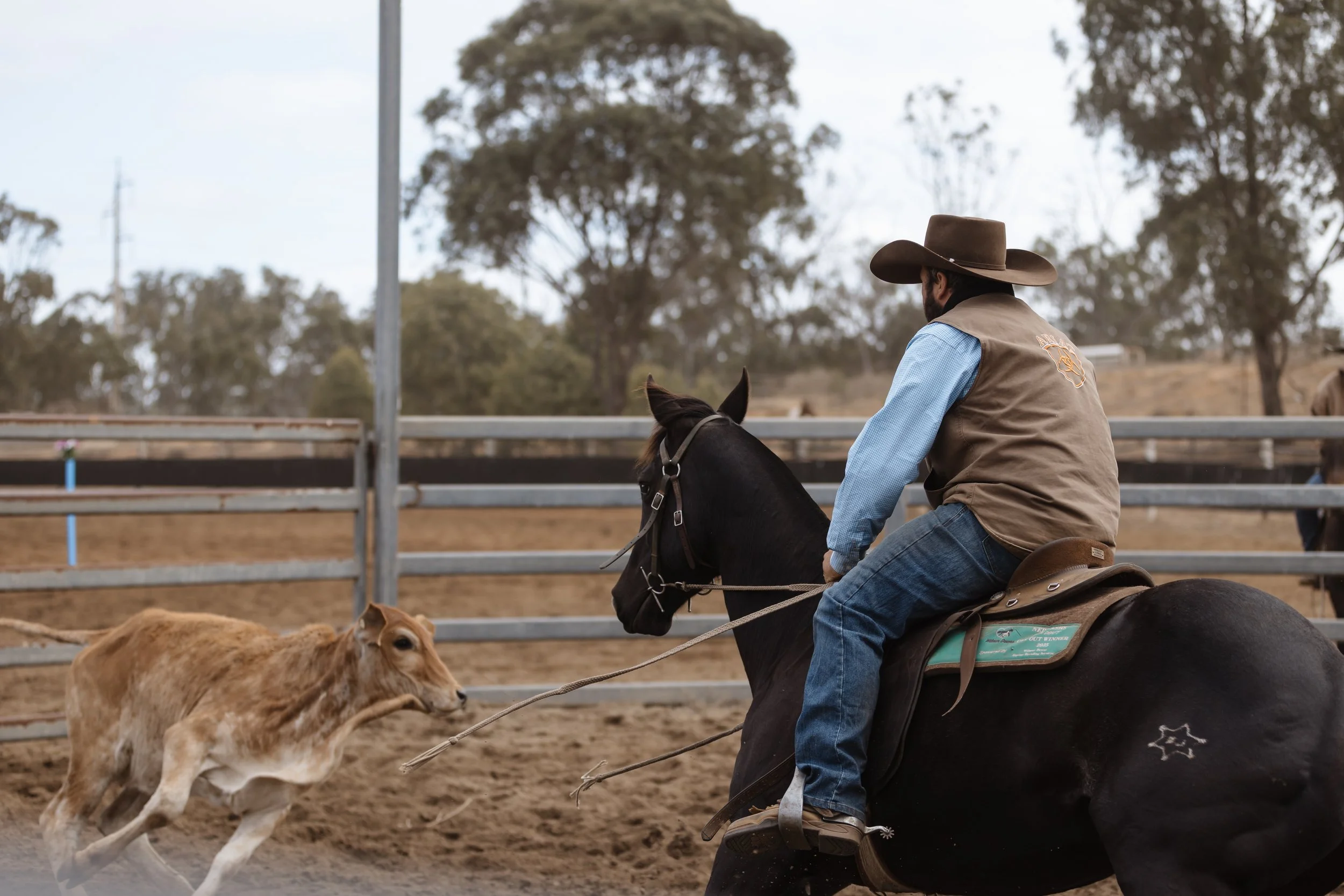 A man riding a black horse in a rodeo or farm arena, with a young calf running nearby and a fenced area with trees in the background.