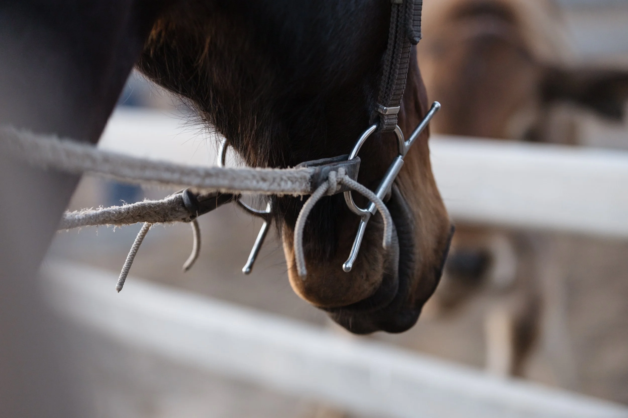 Close-up of a brown horse's face with a bridle and lead rope.