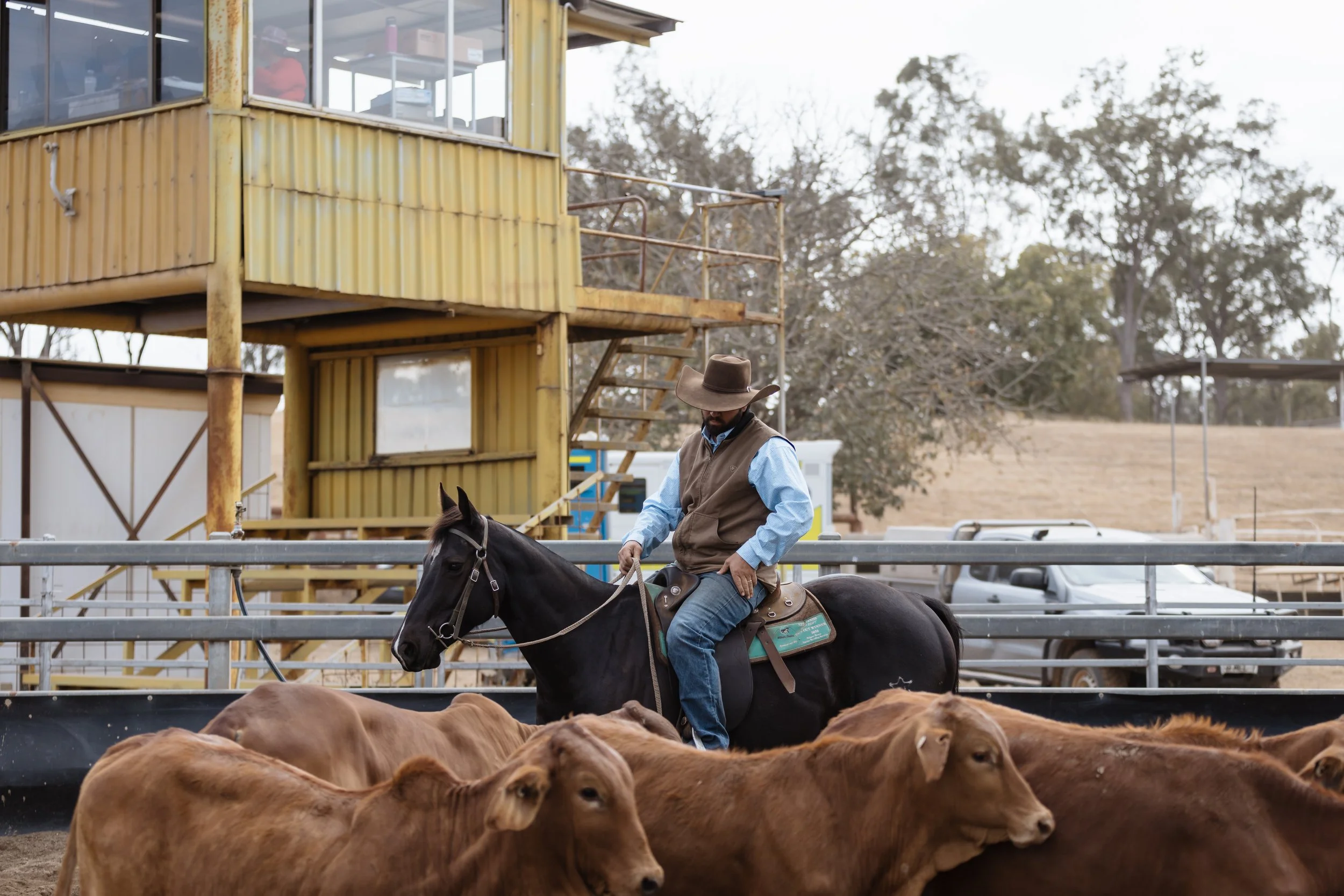 A man wearing a cowboy hat and vest riding a black horse inside a fenced area with brown cattle on the ground. In the background, there is a yellow building with large windows and a staircase, with trees and cloudy sky beyond.