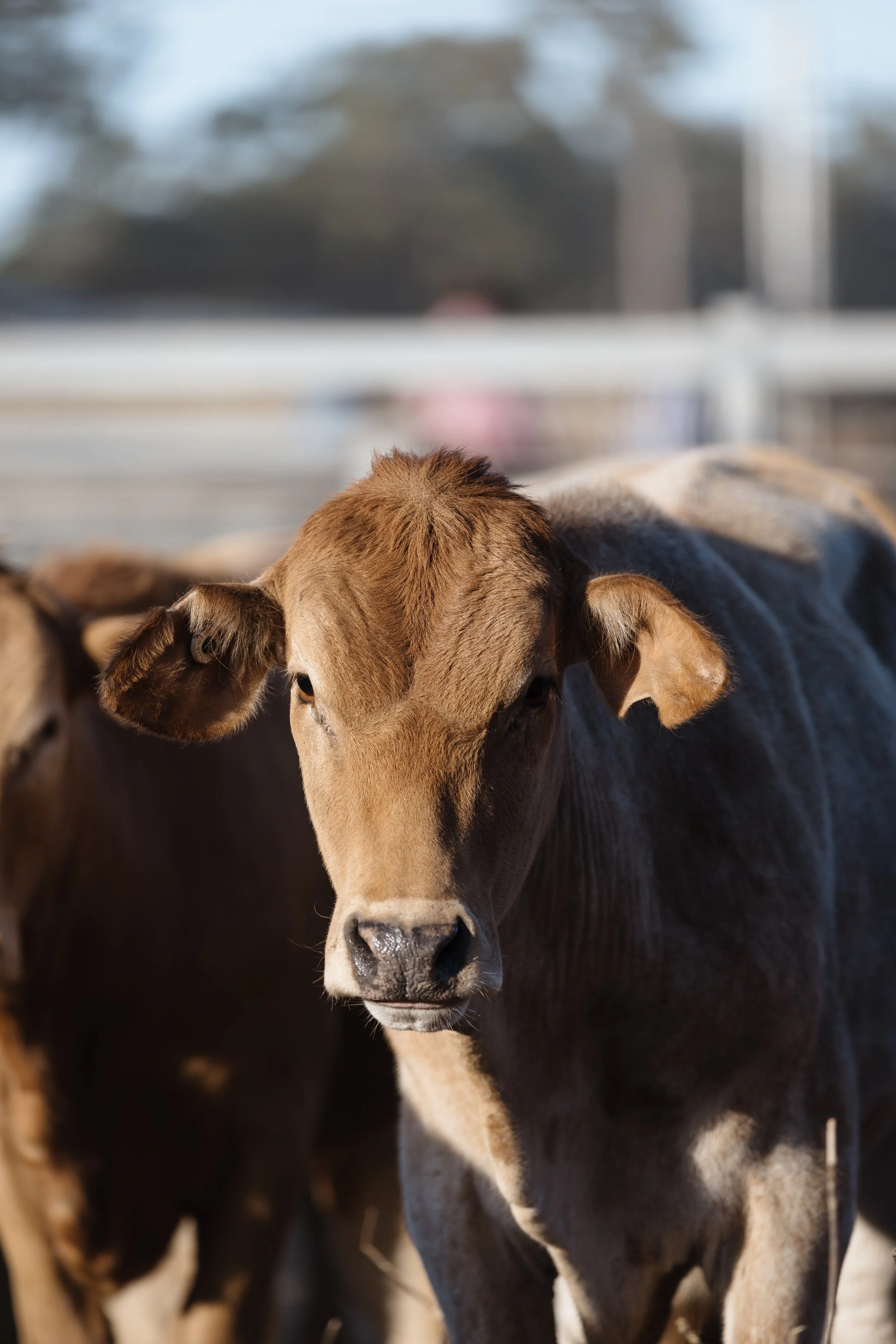 Close-up of a brown cow's face, with other cows partially visible in the background outdoors.