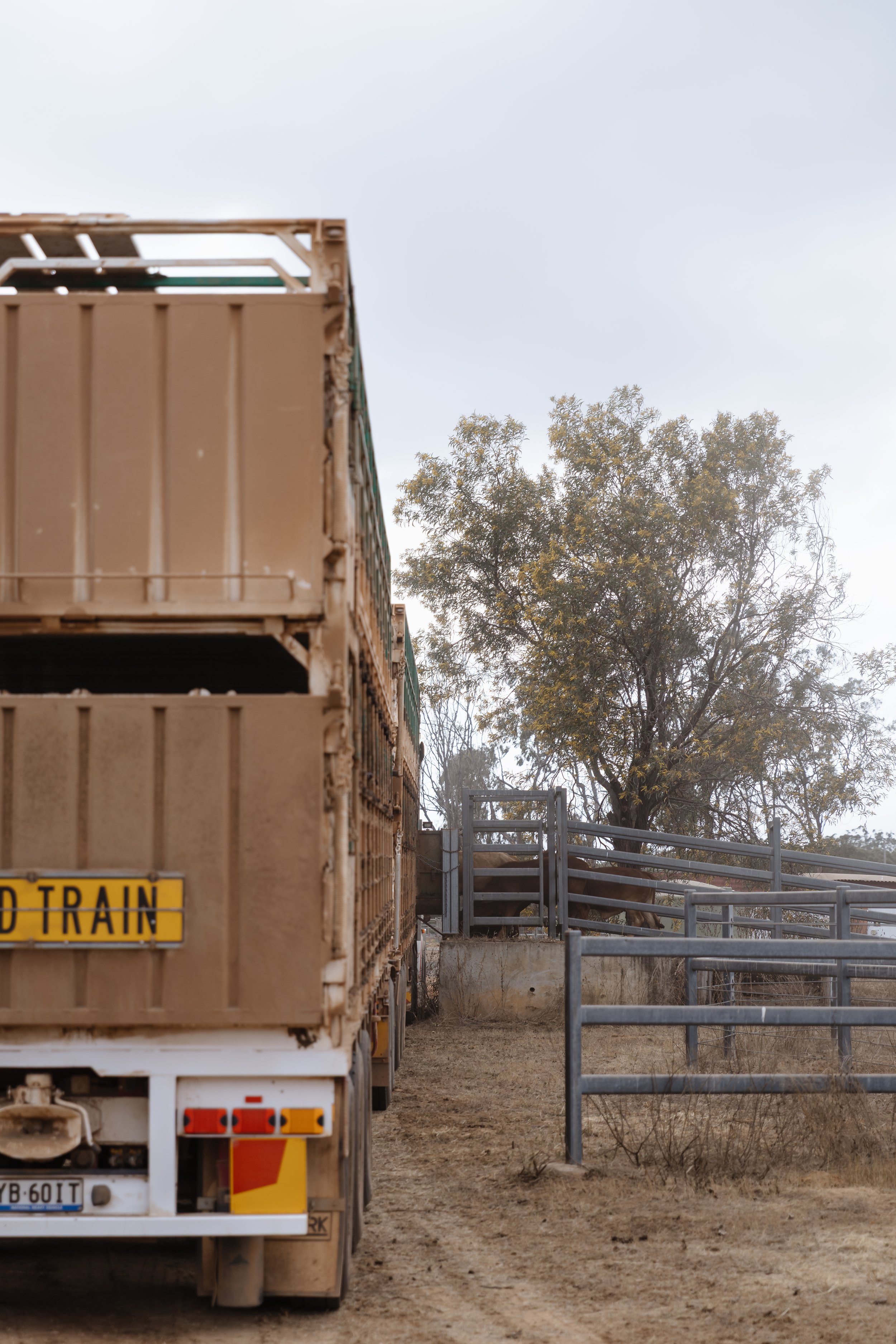 Truck carrying cages on a dirt road near a metal gate, with a tree in the background and hazy sky.