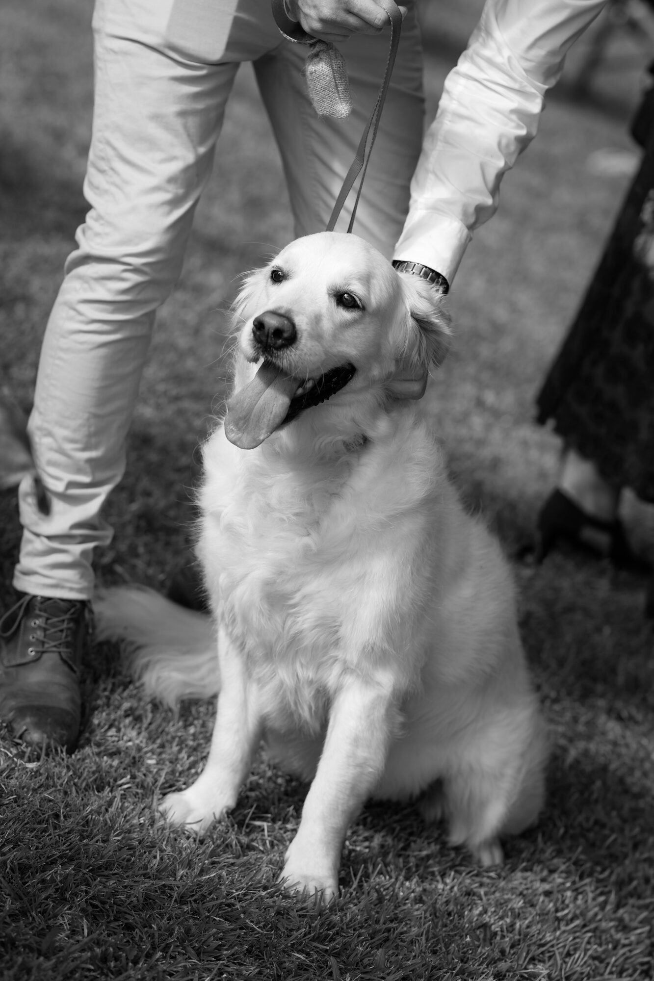 A person wearing light-colored pants and a long-sleeve shirt is holding a leash attached to a happy golden retriever sitting on grass. The dog has its tongue out and appears content.