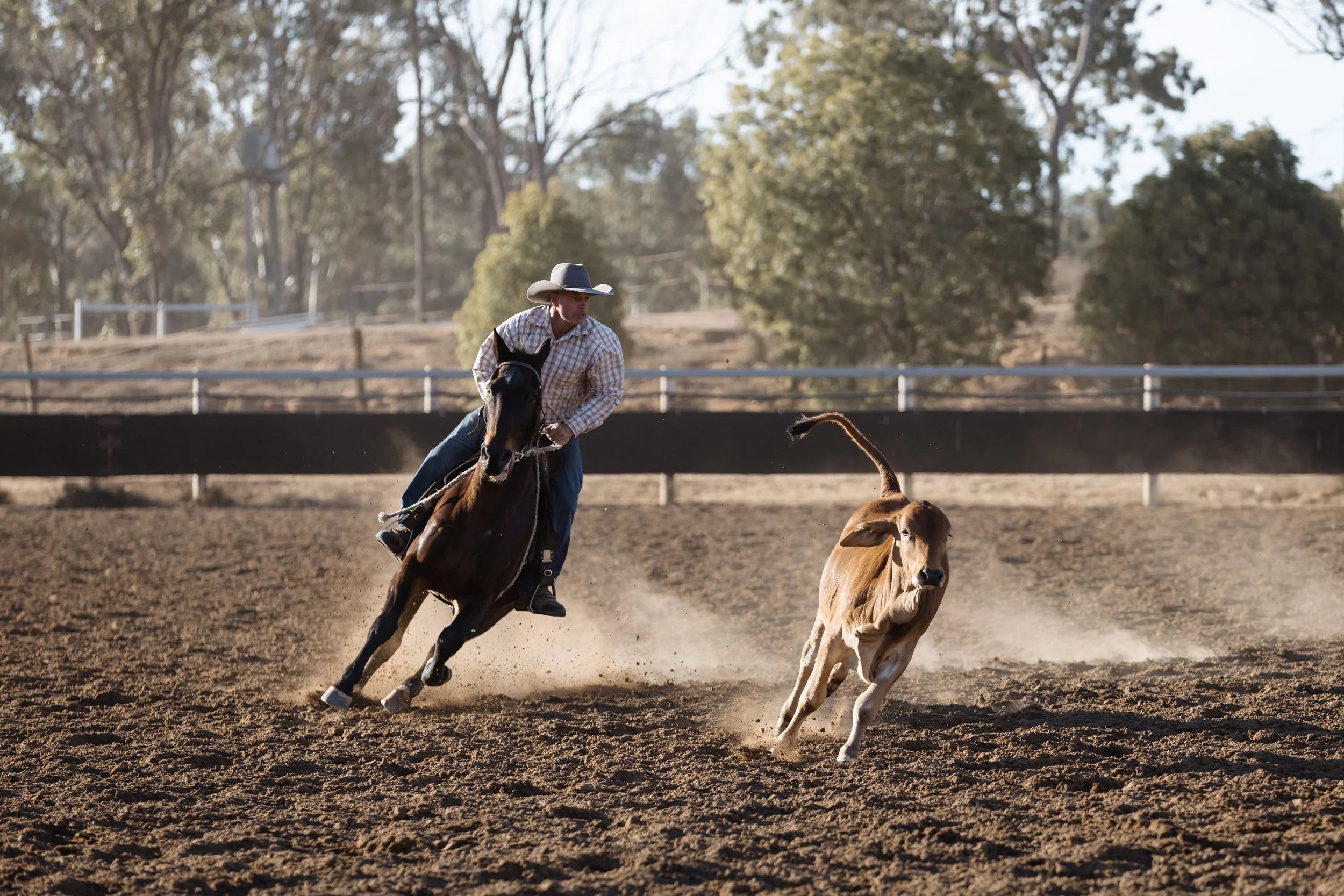A cowboy riding a horse at a rodeo event with a calf in the arena. The cowboy is wearing a cowboy hat and plaid shirt. The arena has a dirt surface and trees in the background.